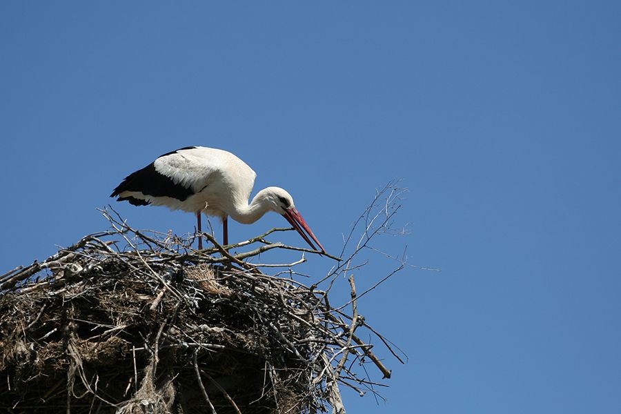22 Stork Report Two 01 s.jpg