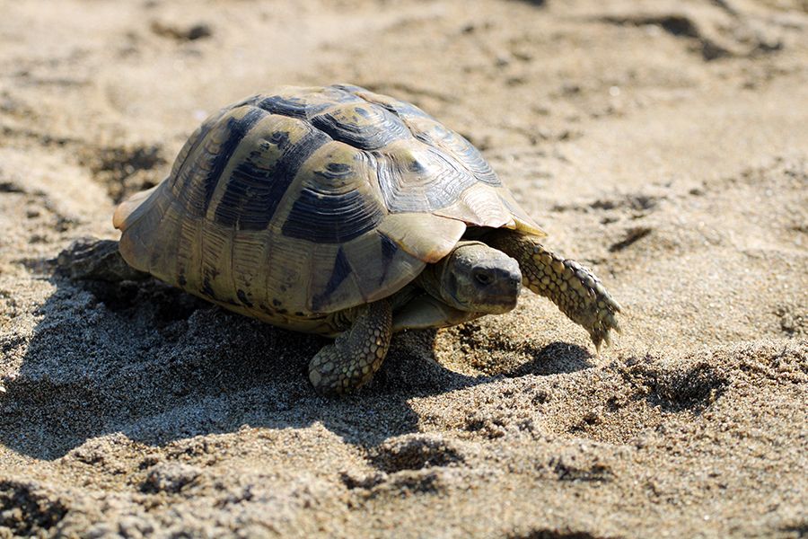 The_Tortoise_Adventures_II_001_s.jpg