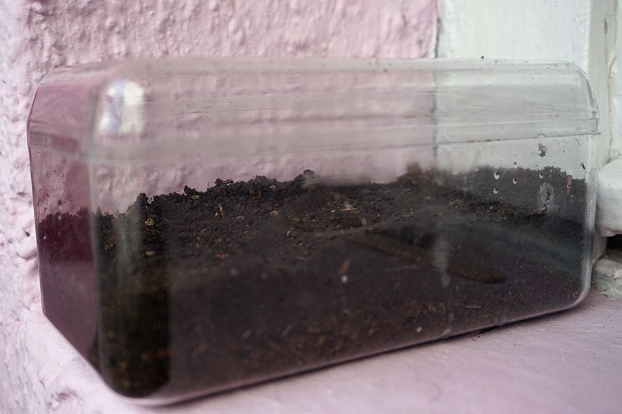 SeedPlanting_06_s.jpg