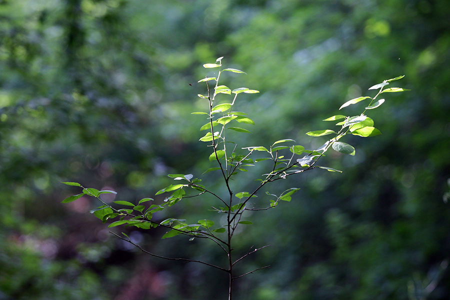 Green_on_Green_A_s.jpg
