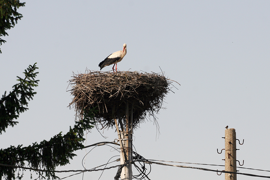 Wildlife_of_Obelya_n001_s.jpg