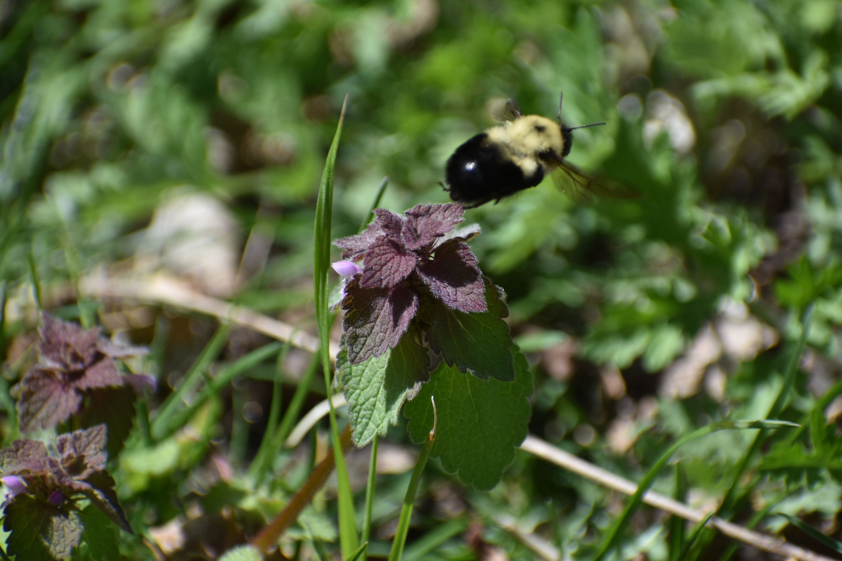 DSC_0096.JPG