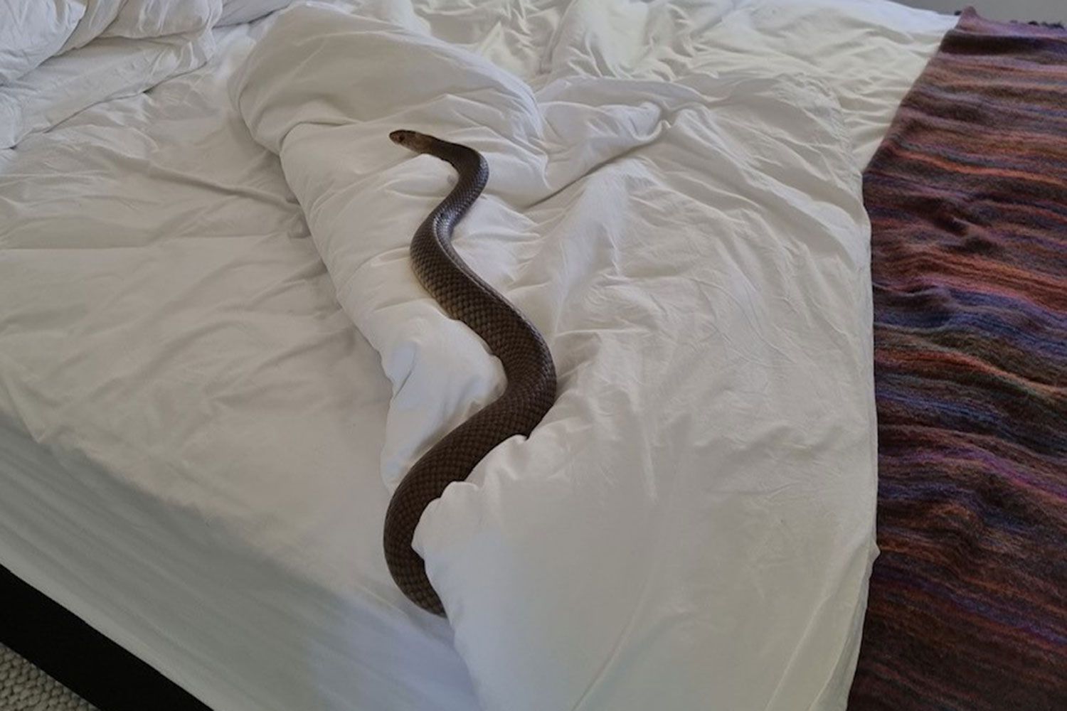 snake-in-bed-2023032299-938ce6e870124959a10001b8e473a8bf-1571228896.jpg