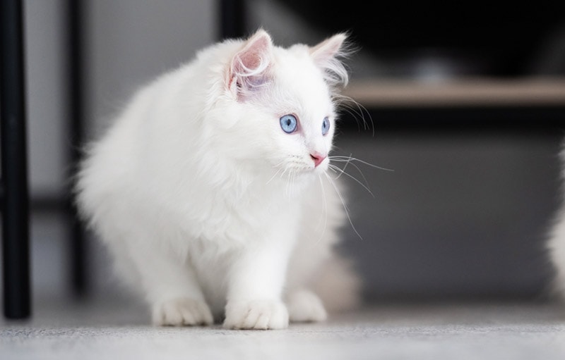 white-ragdoll-cat-looking-at-something-in-the-distance_In-Green_Shutterstock-2844780409.jpg