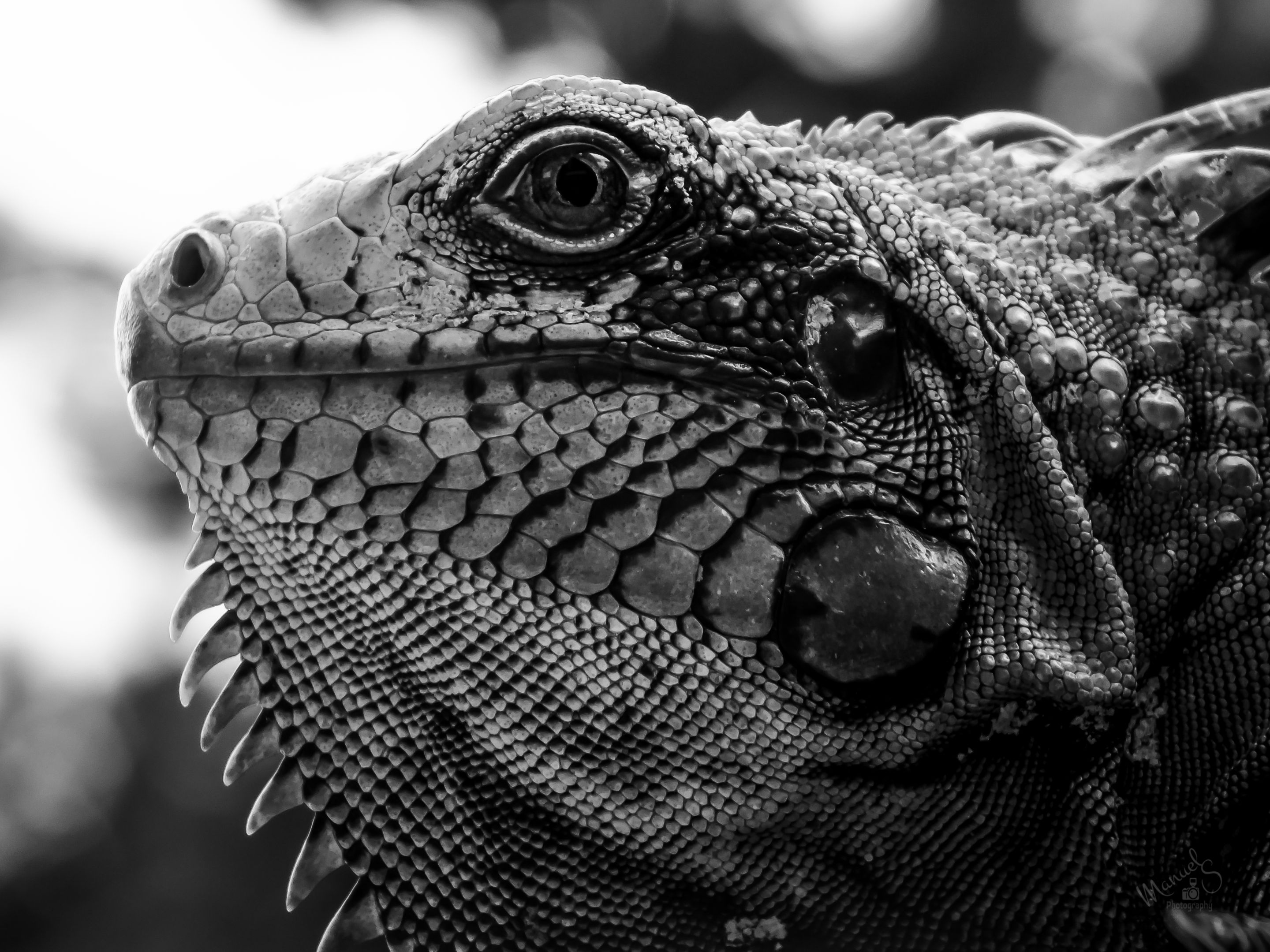 IGUANA MONOMAD-2.jpg