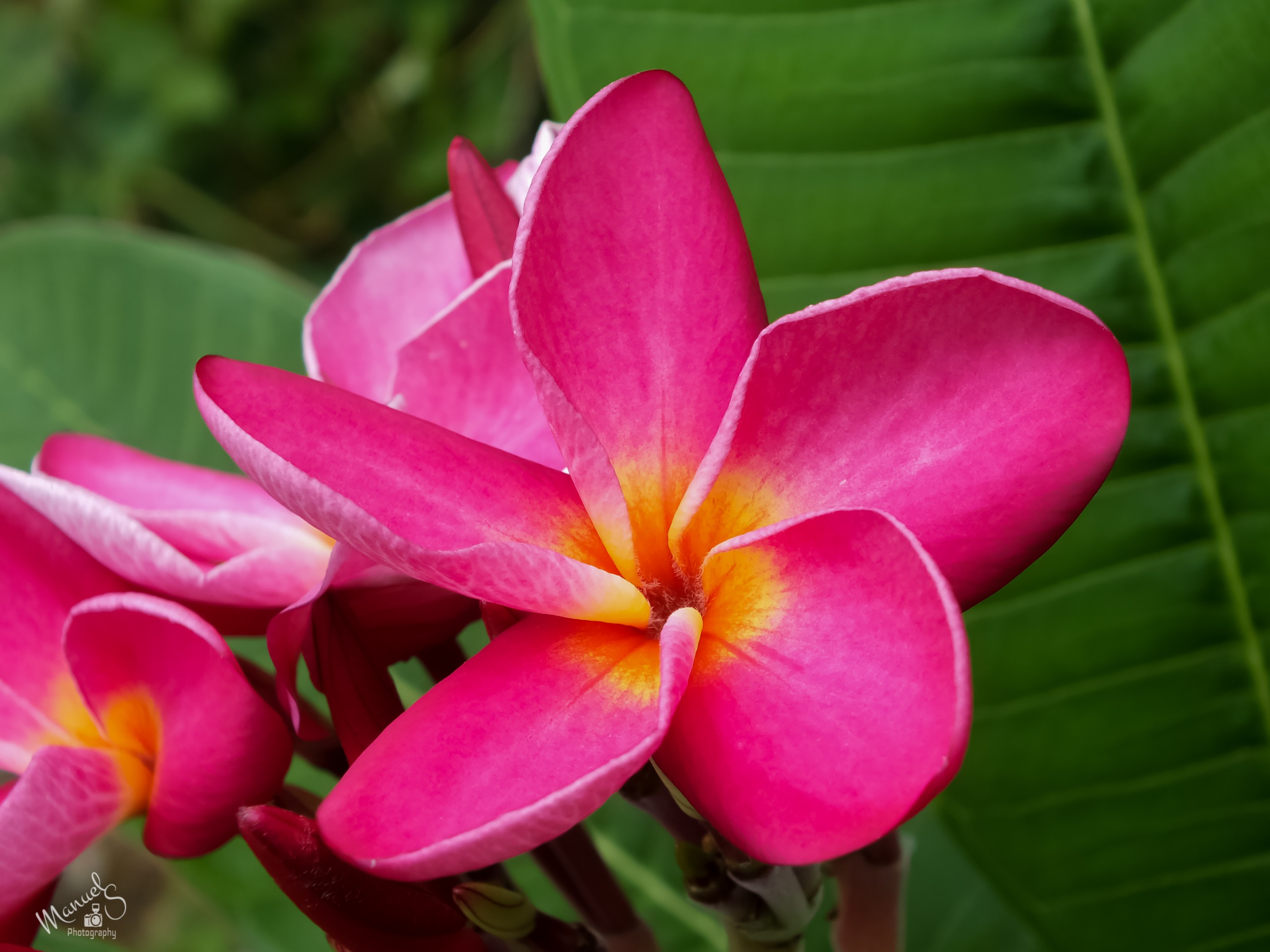 flor de plumeria6.jpg
