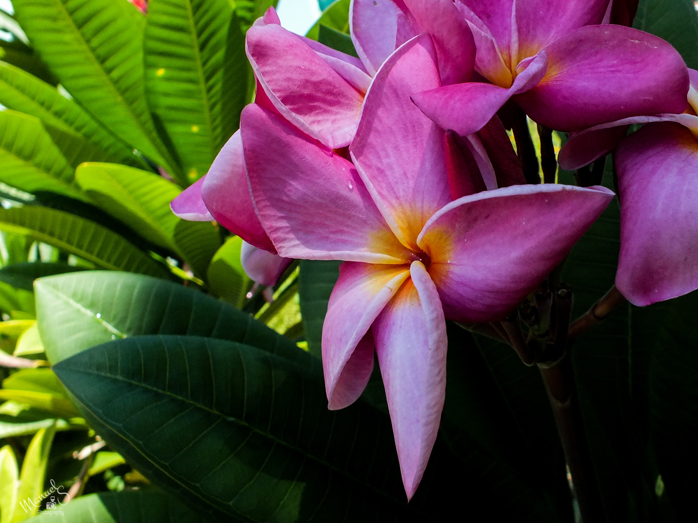 flor de plumeria8.jpg