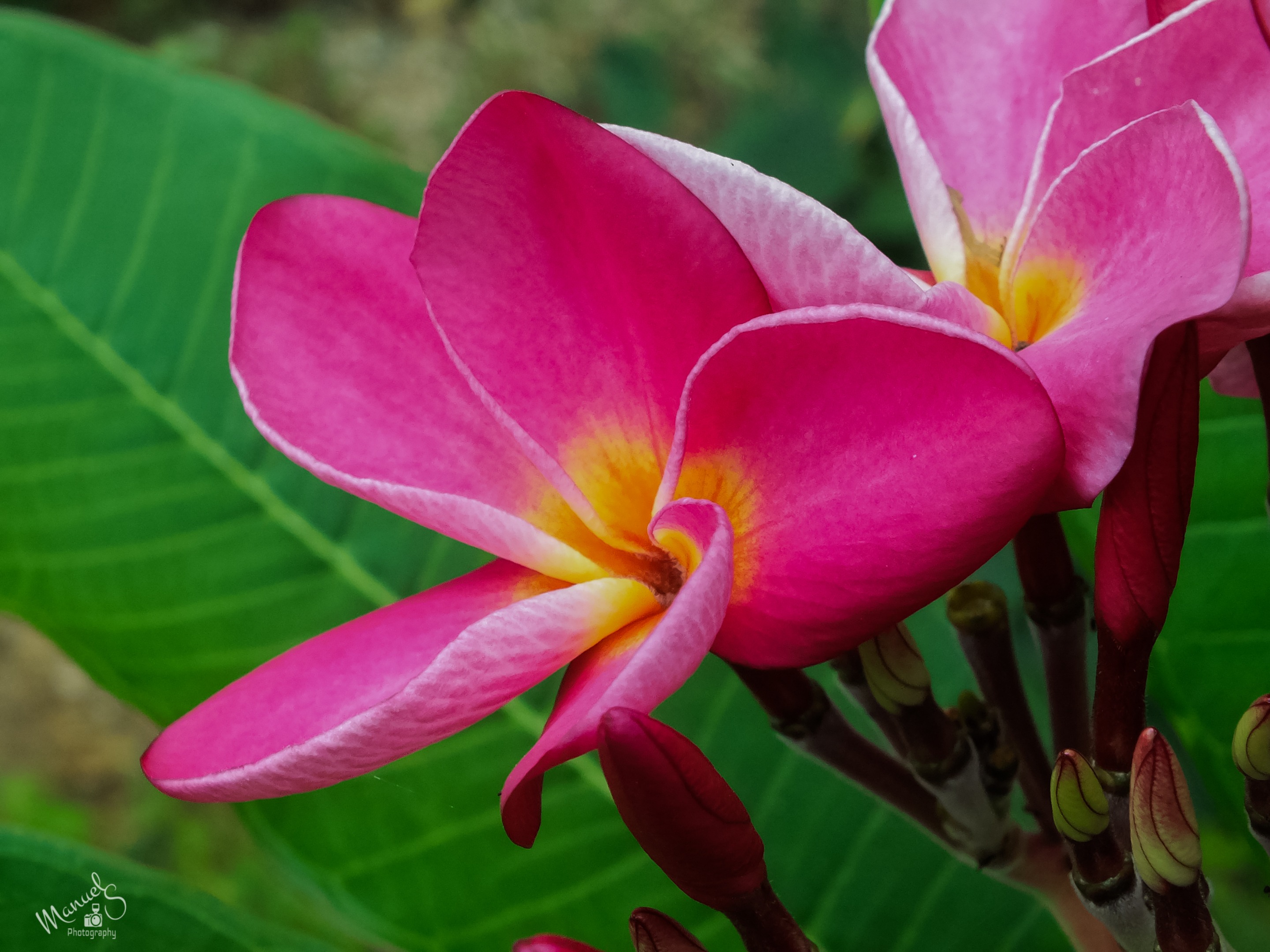 flor de plumeria5.jpg