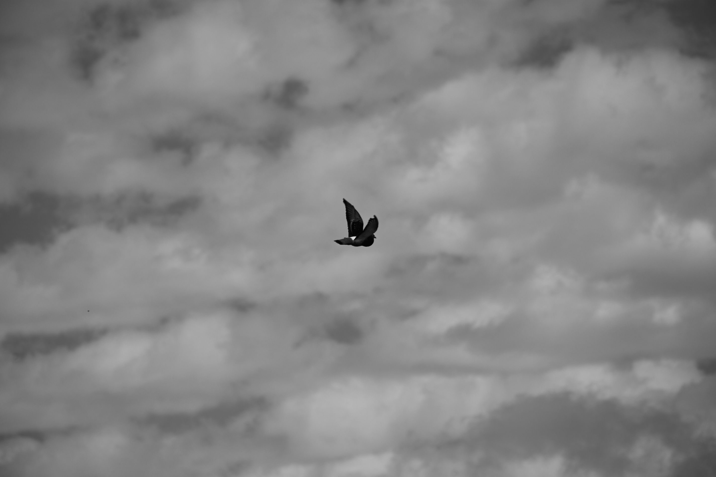 IMG_0266.jpg