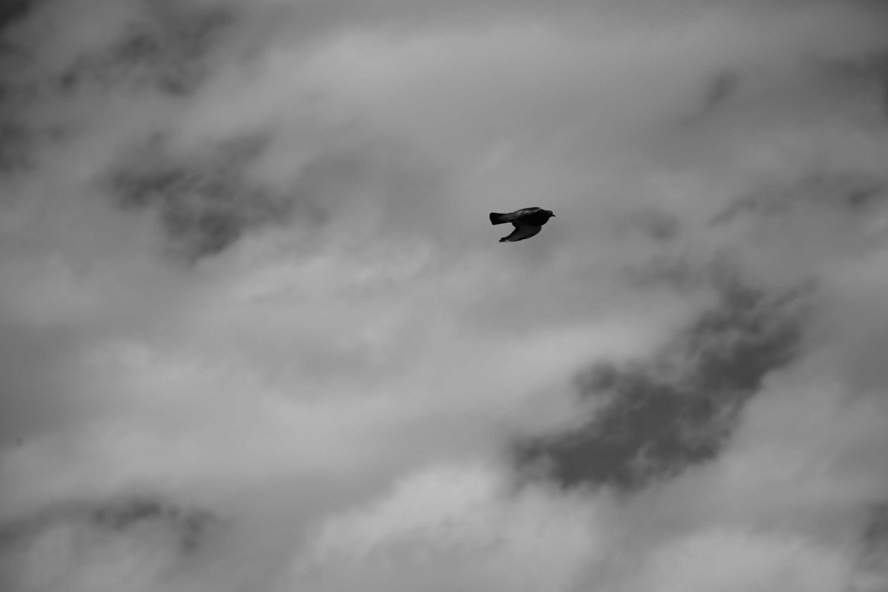 IMG_0205.jpg
