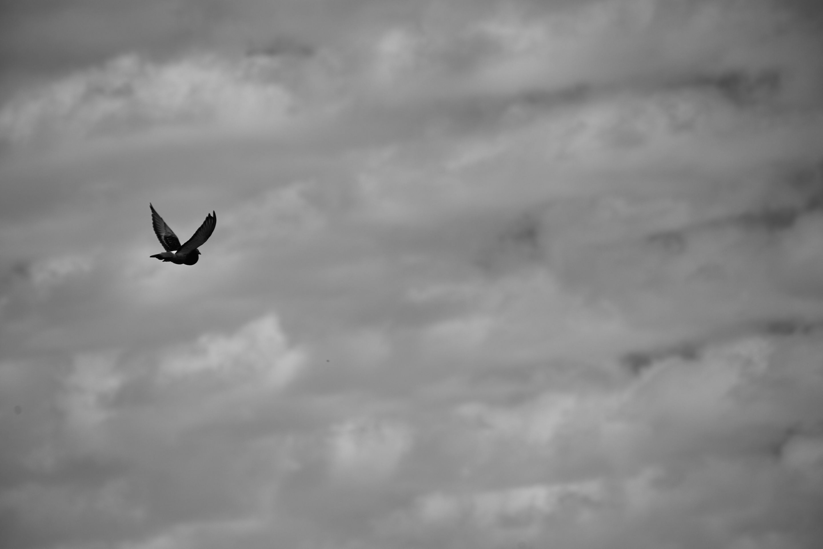 IMG_0263.jpg