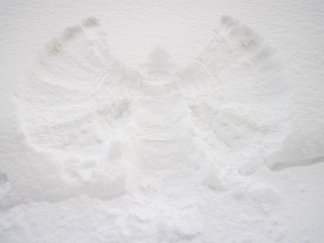 angel-15702_640.jpg