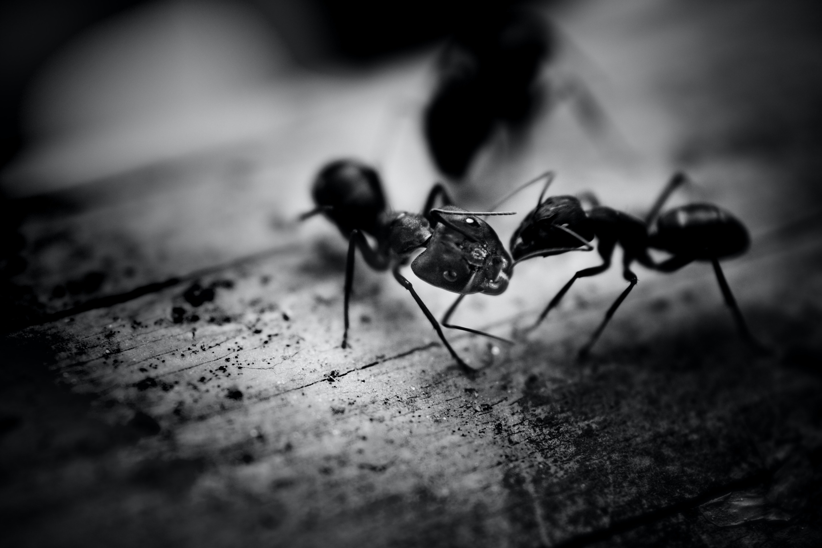 blackants928276.jpg