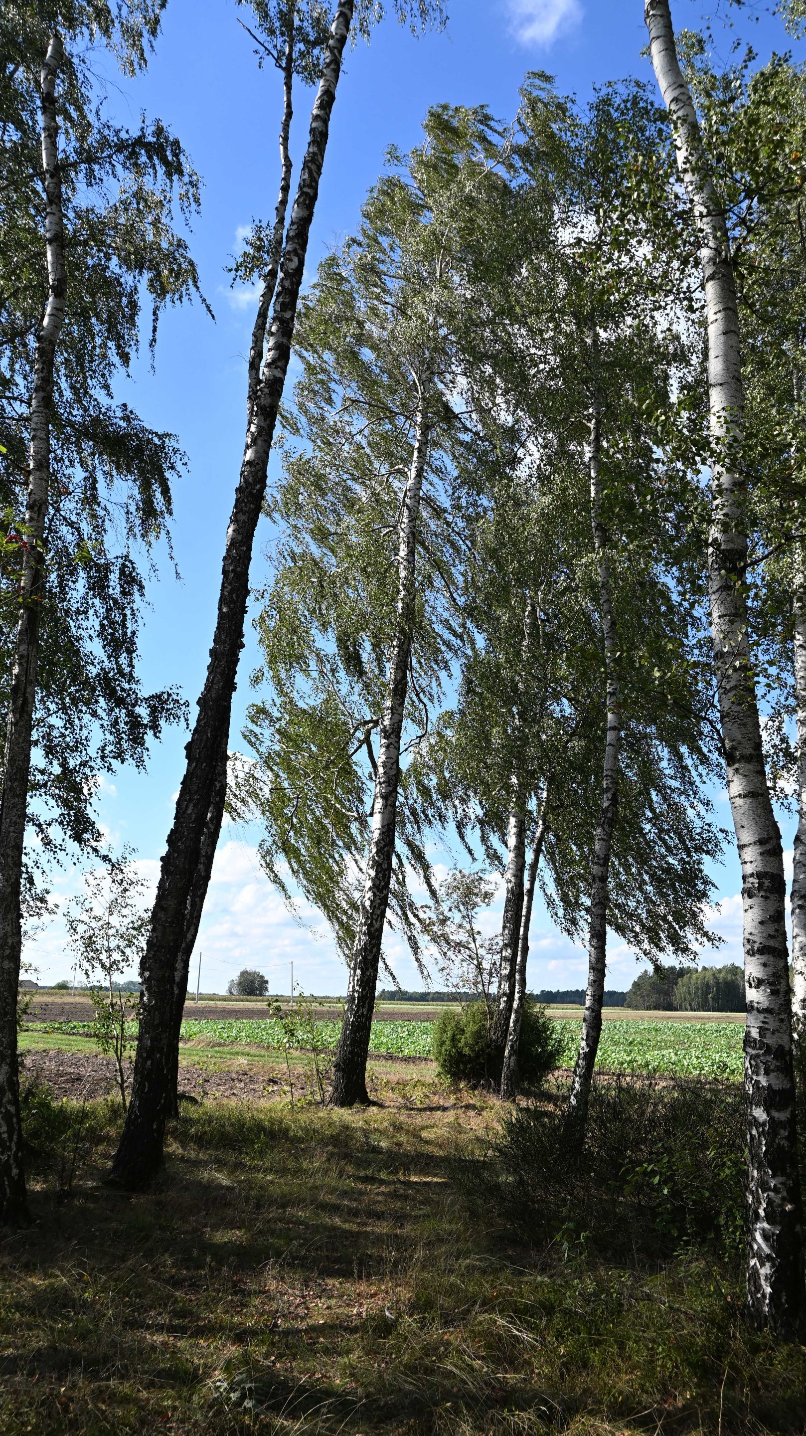 a04a.jpg