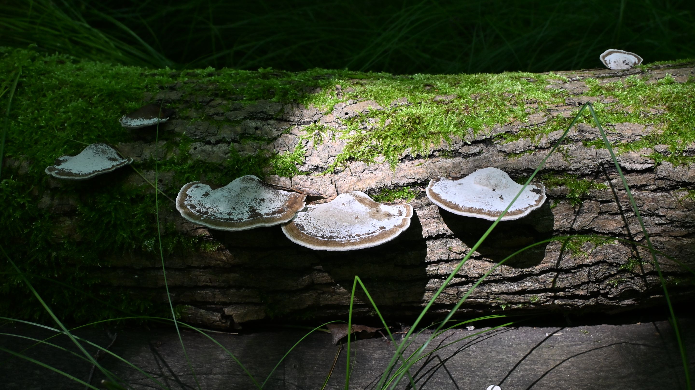 PHO_0934.JPG