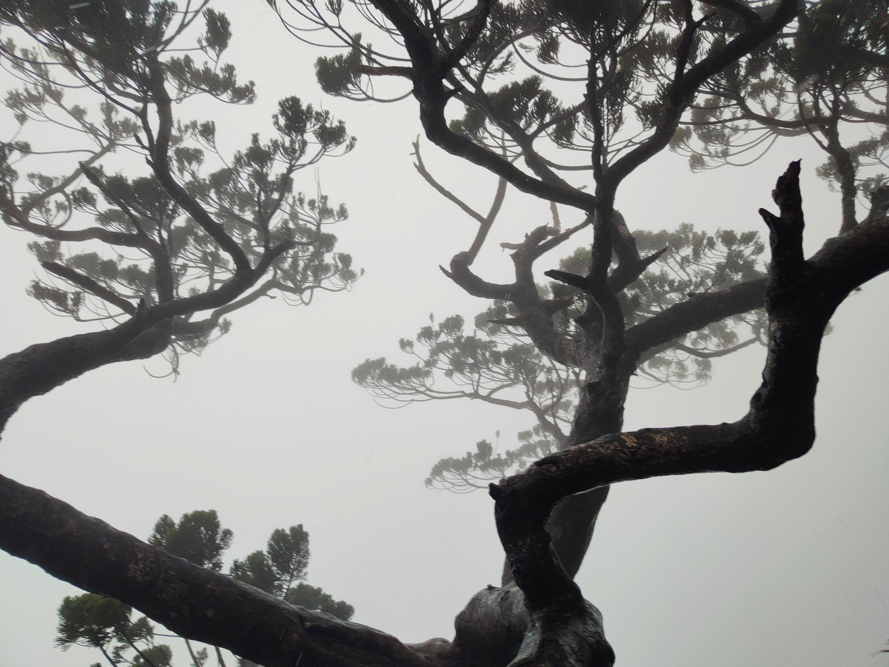 A glimpse of the century tree against the fog