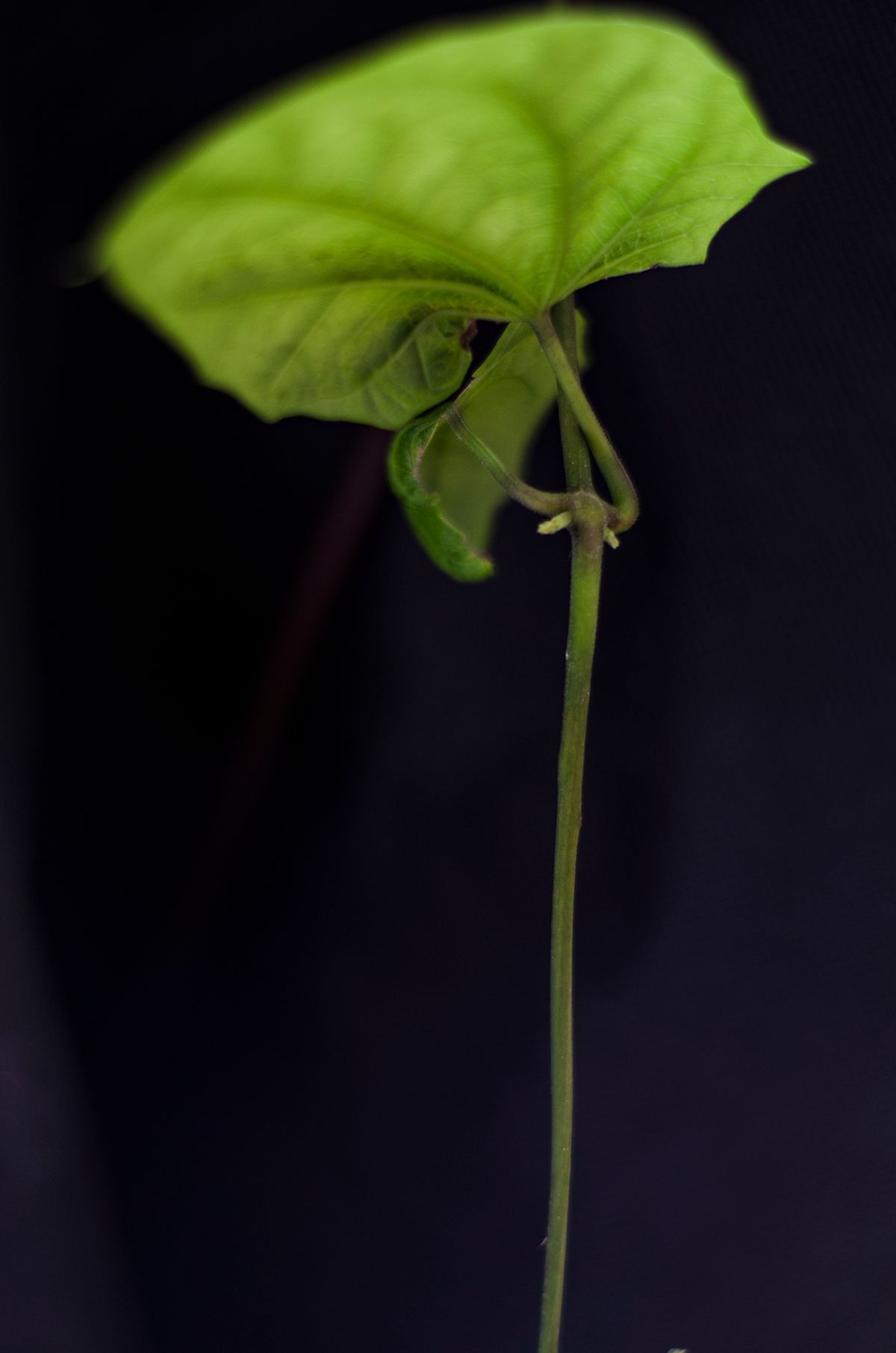 $1