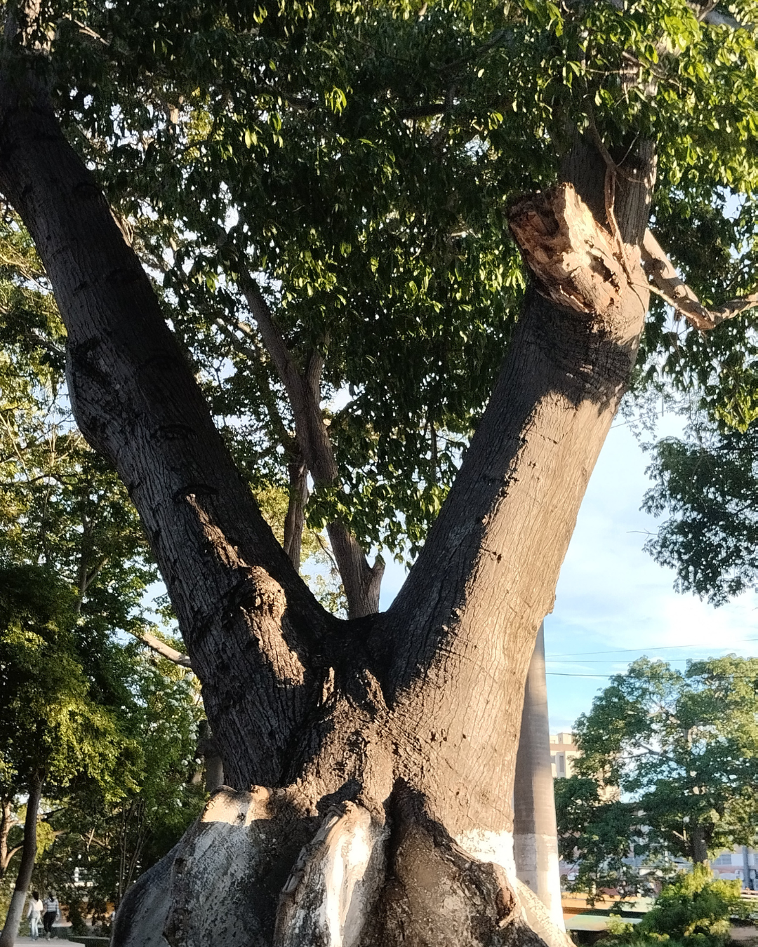 Diseño sin título (17).png