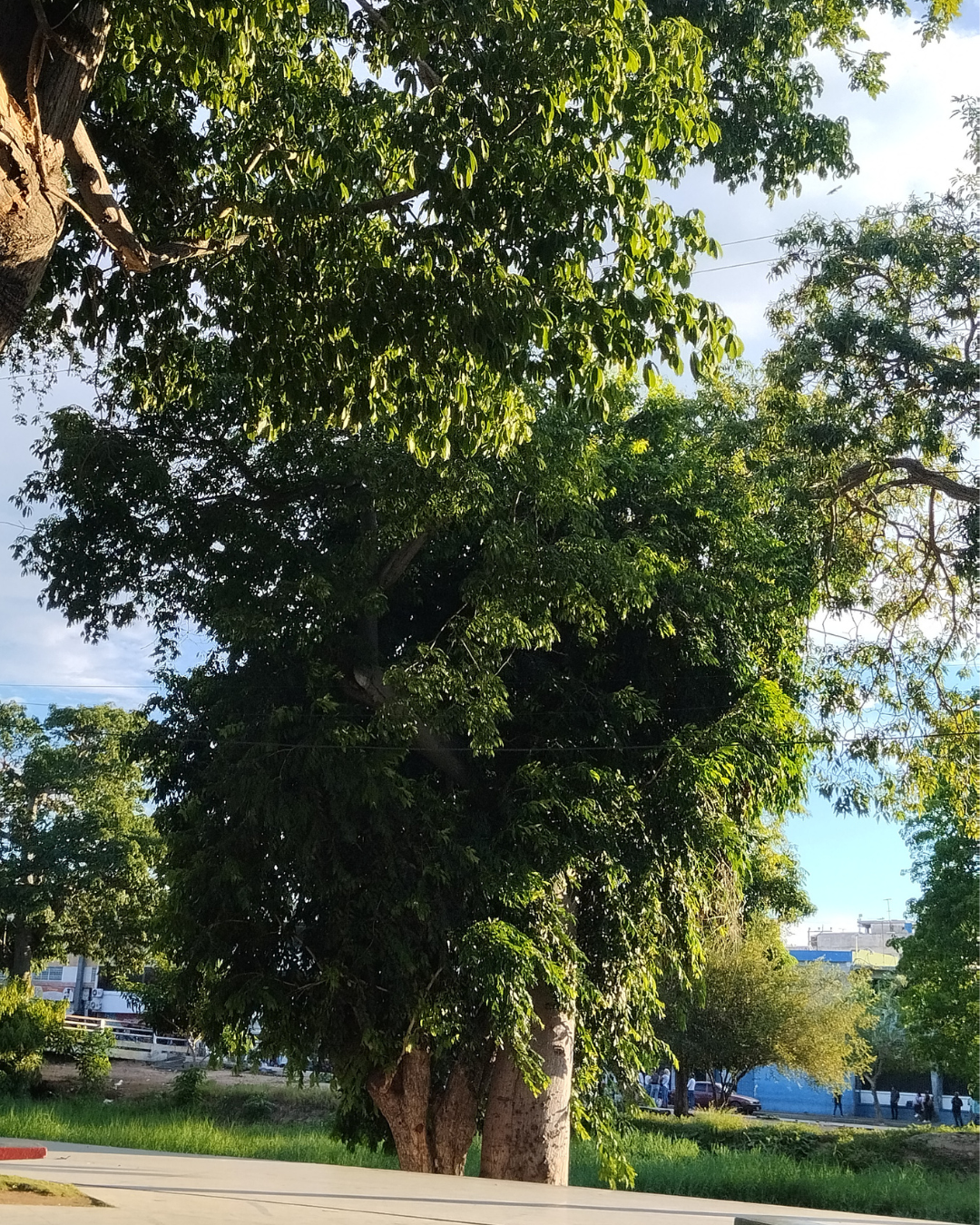 Diseño sin título (18).png