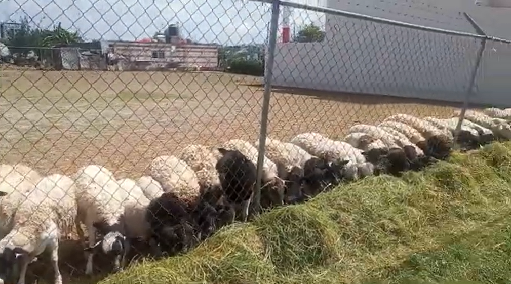 ovejas.png
