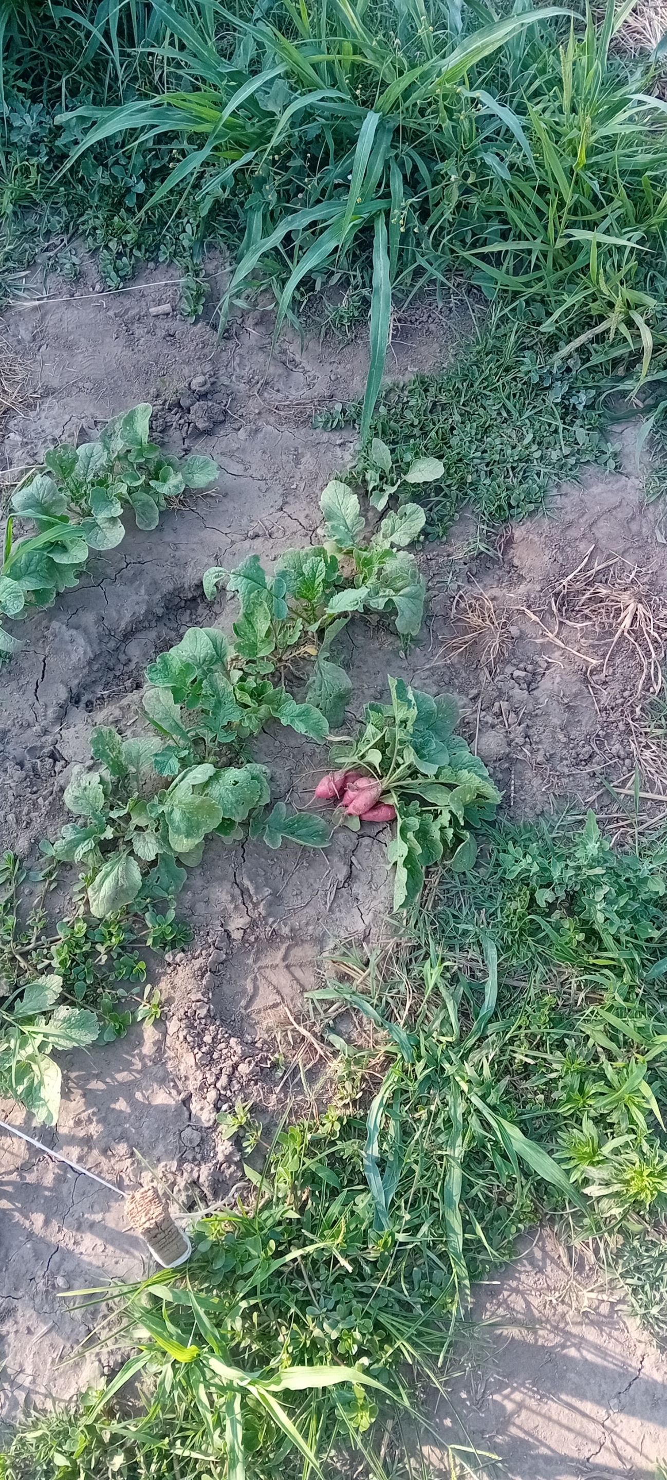 20250621_174441.jpg