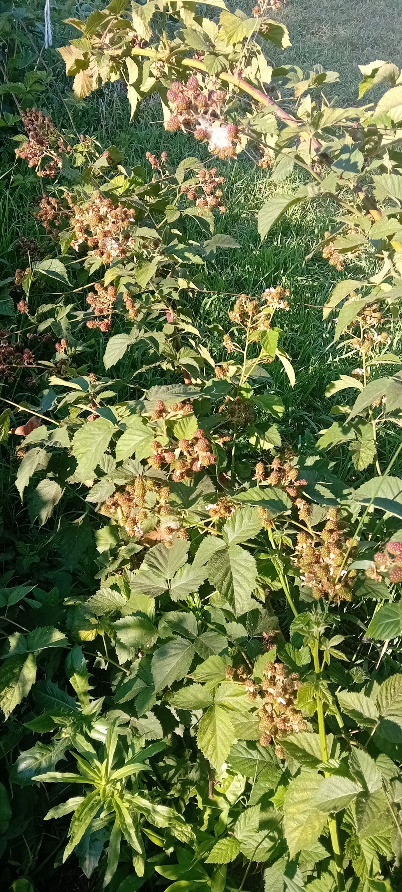 20250621_174637.jpg