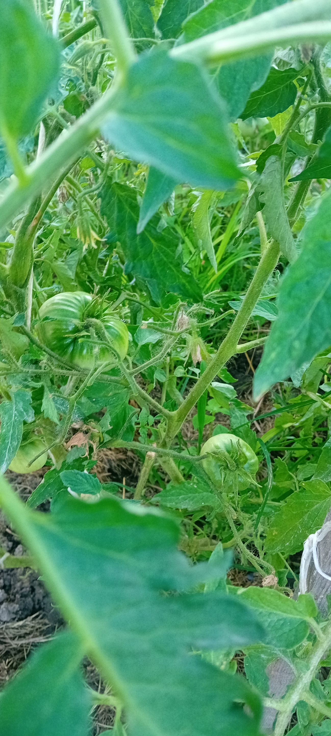 20250627_175424.jpg
