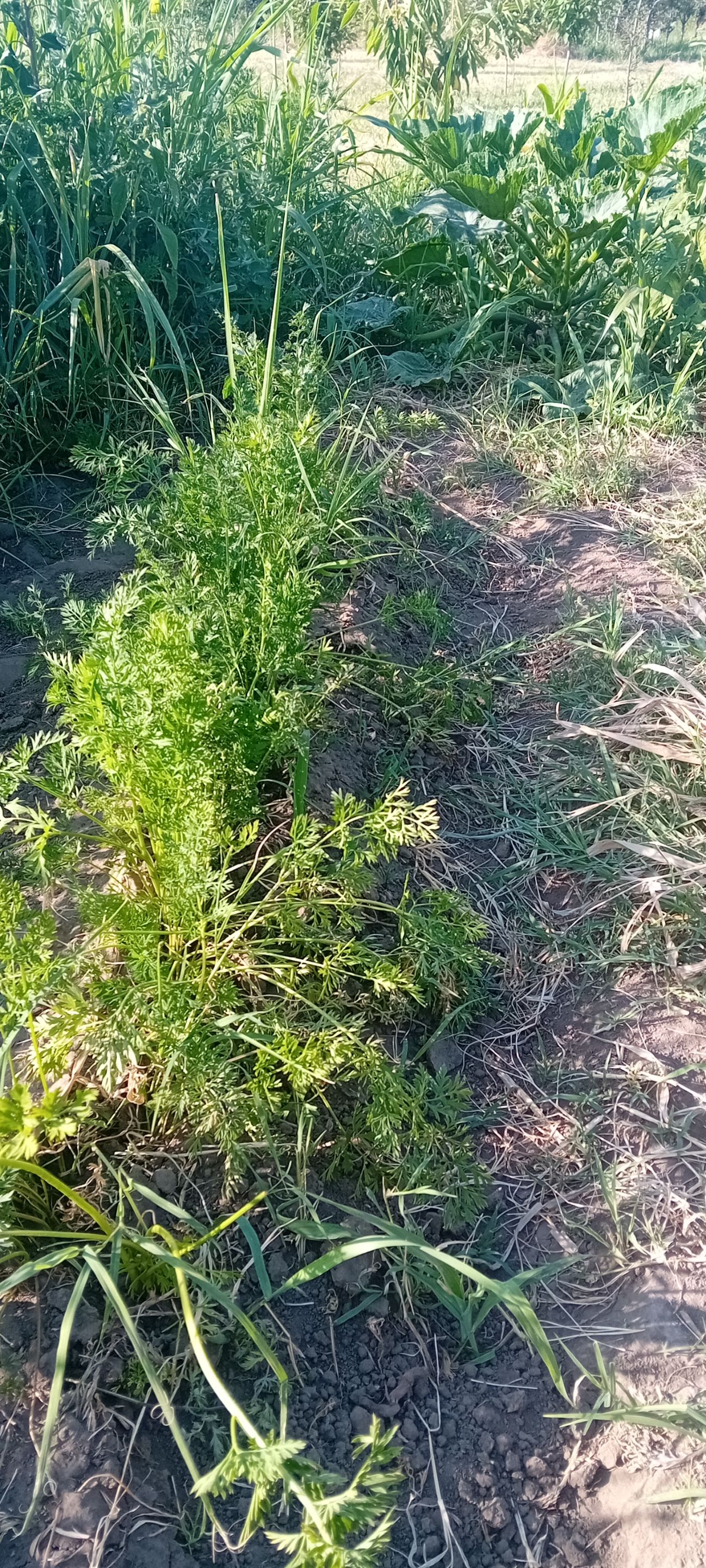 20250621_173856.jpg