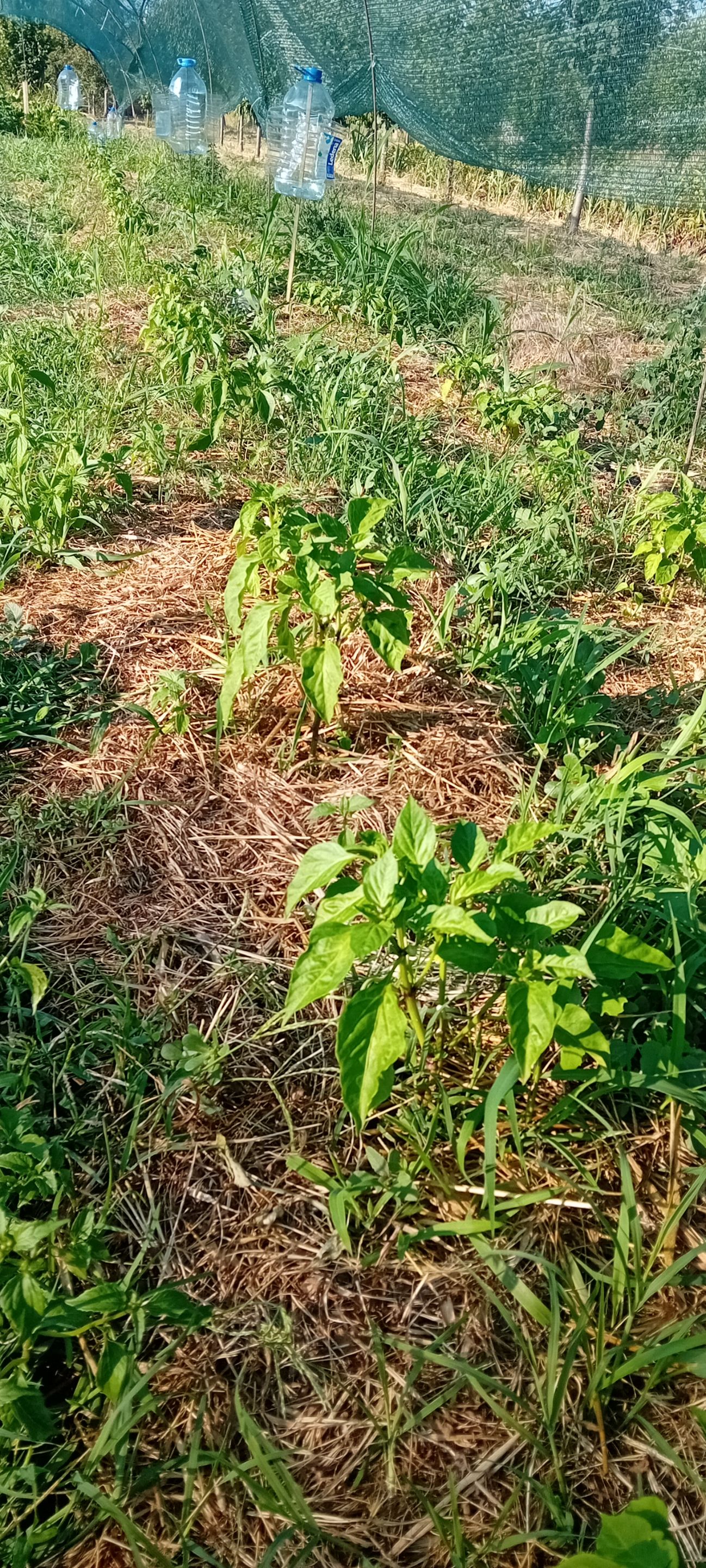 20250627_175745.jpg