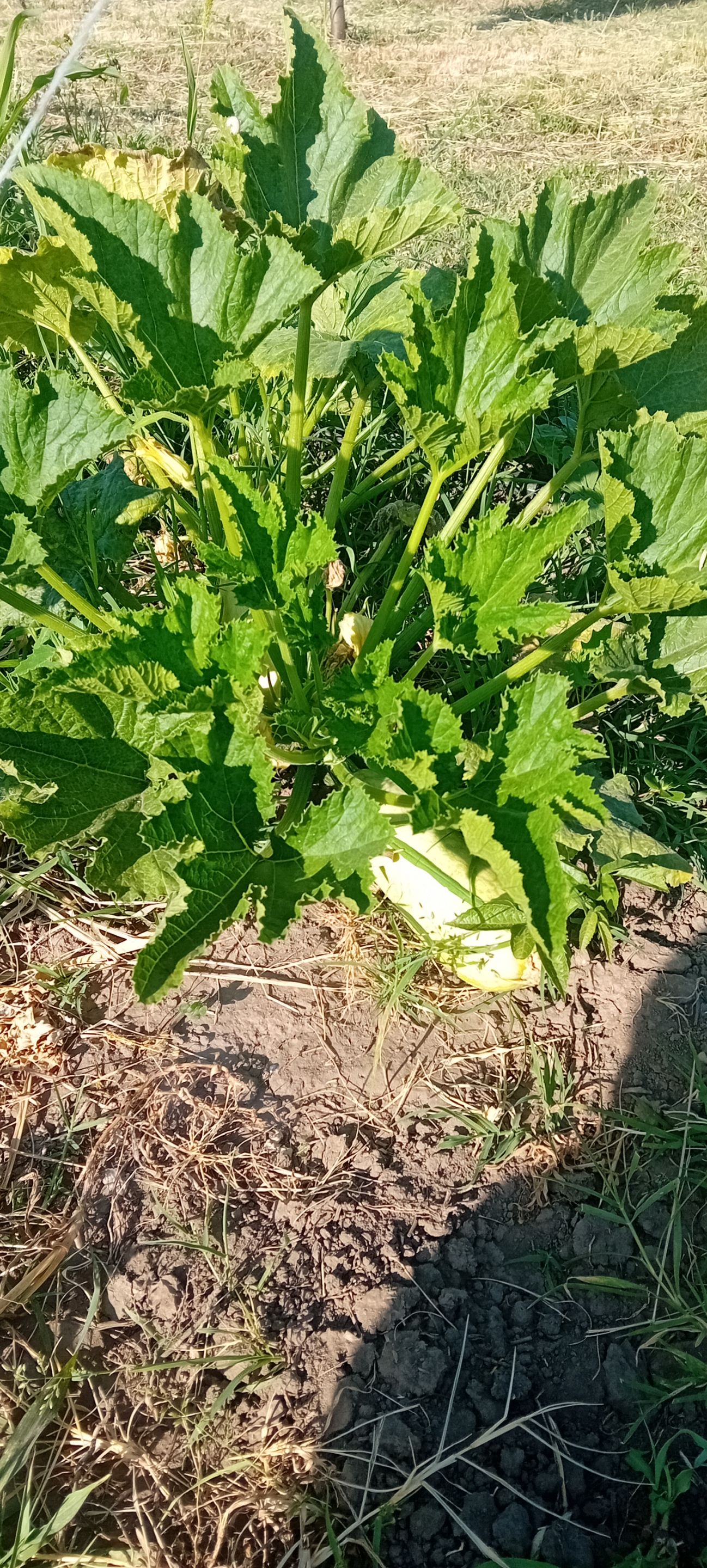20250621_173911.jpg