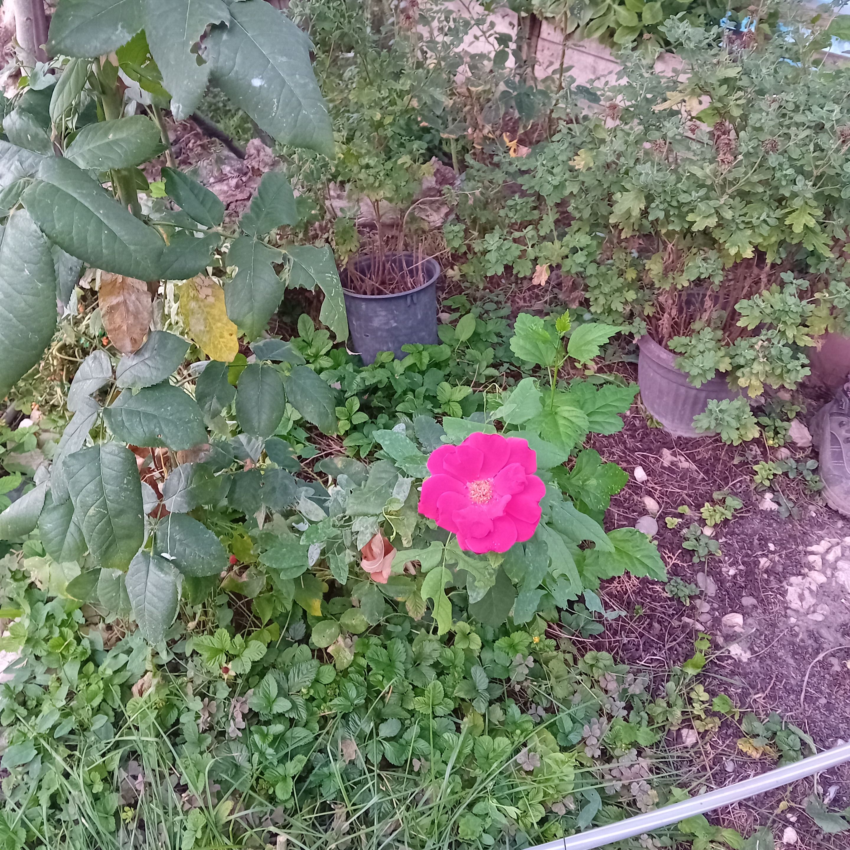 20250812_193647.jpg
