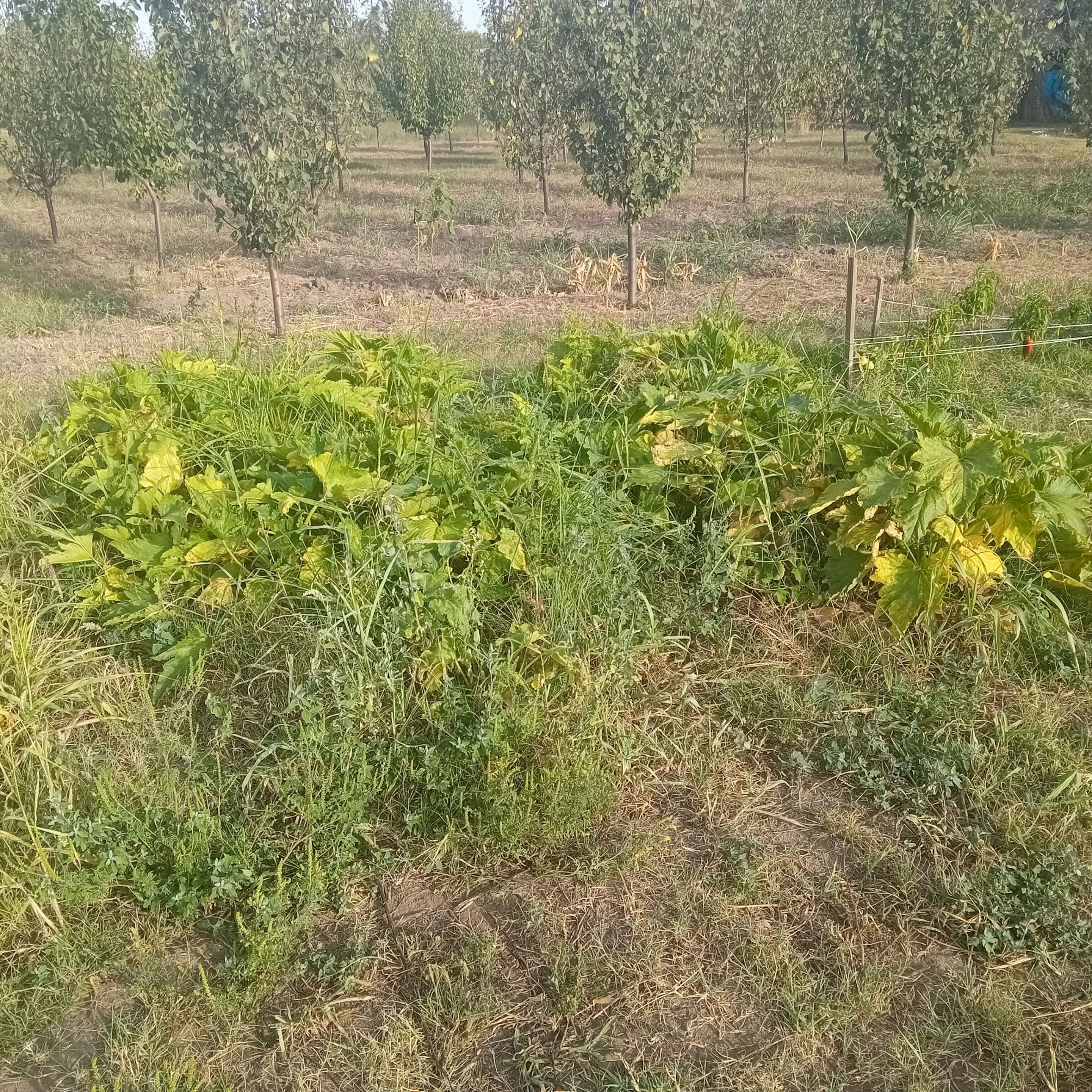 20250829_173148.jpg