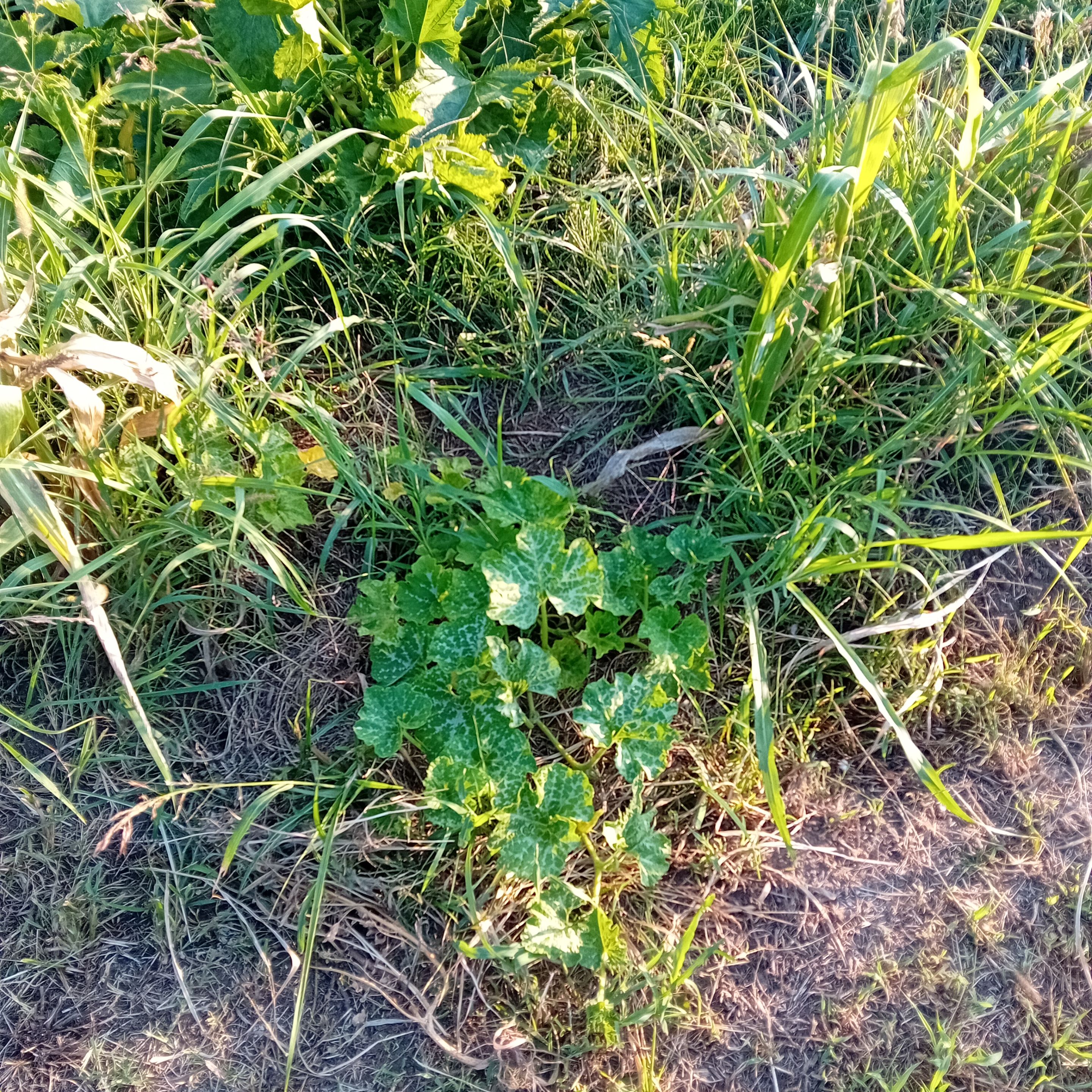 20250813_183747.jpg