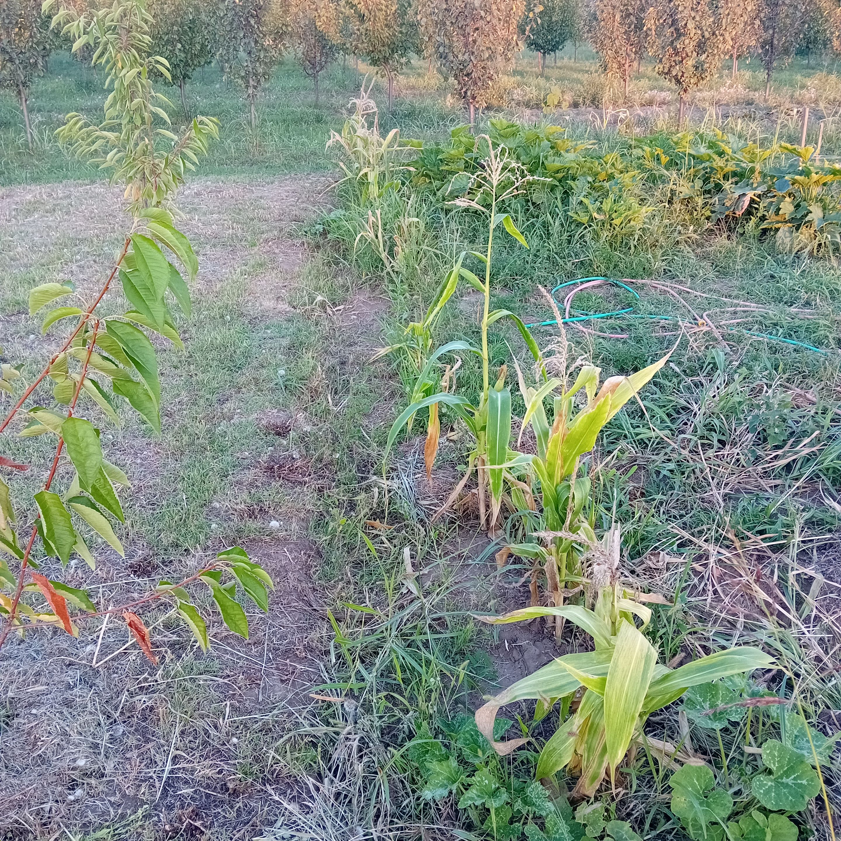 20250808_193341.jpg