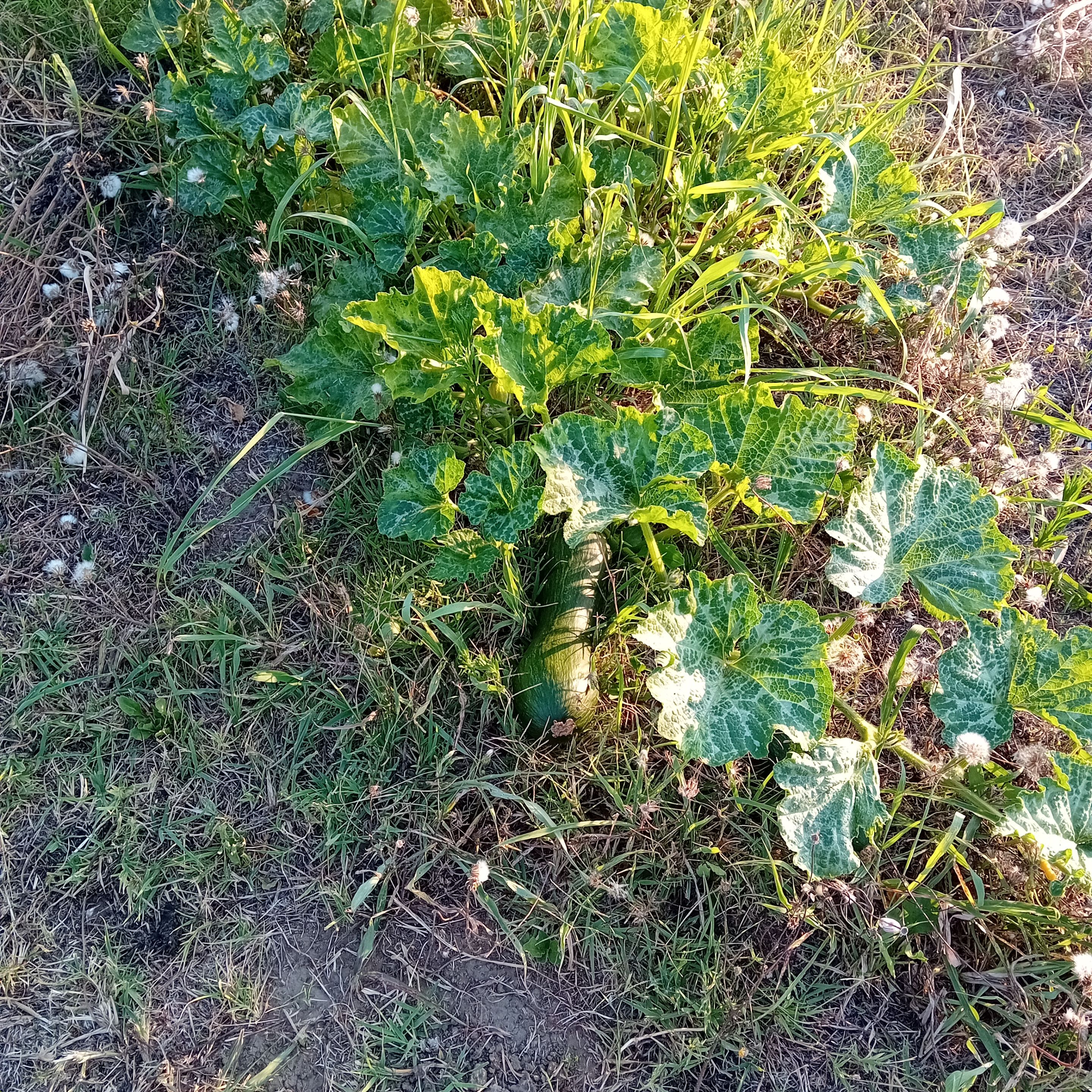 20250813_183827.jpg