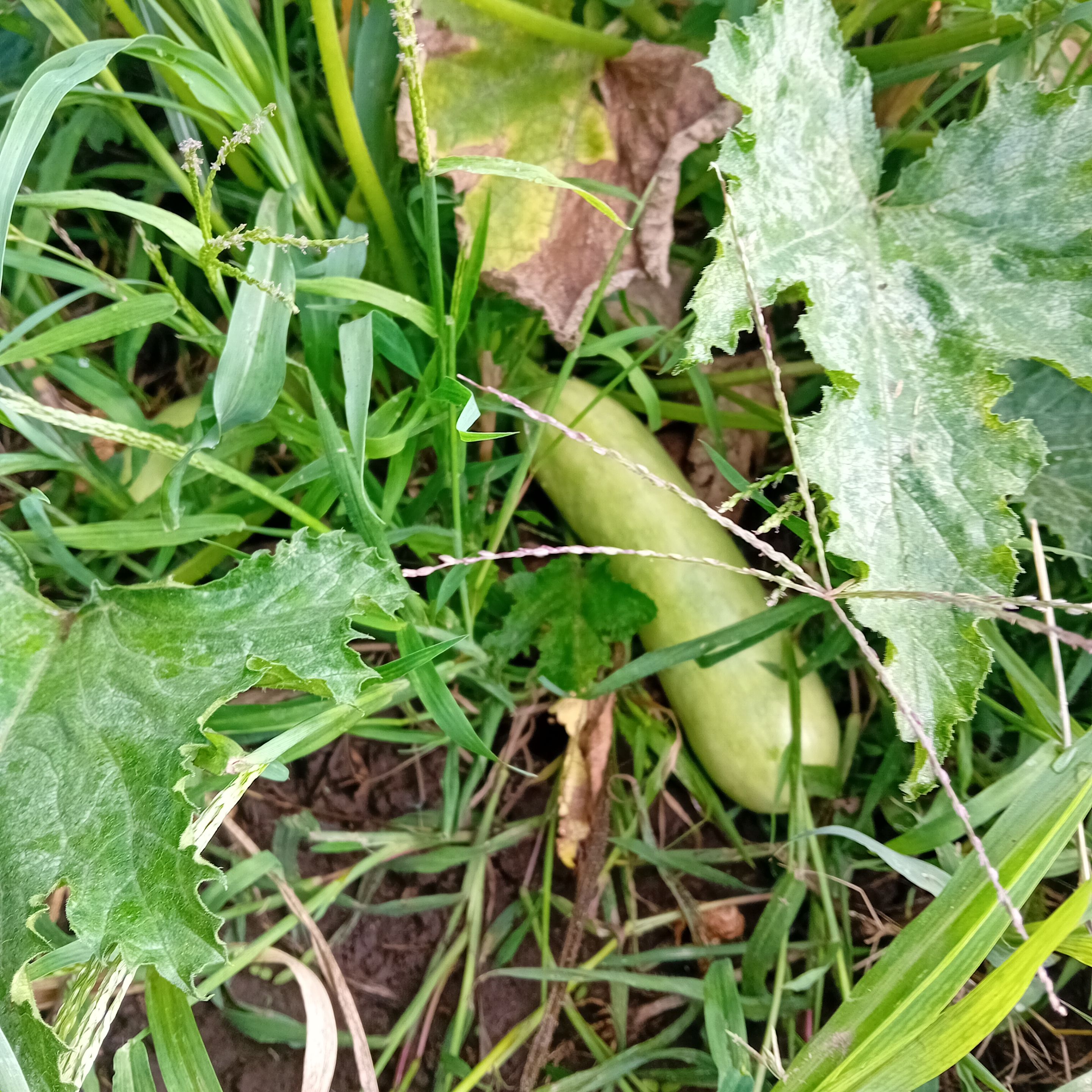 20250803_081601.jpg
