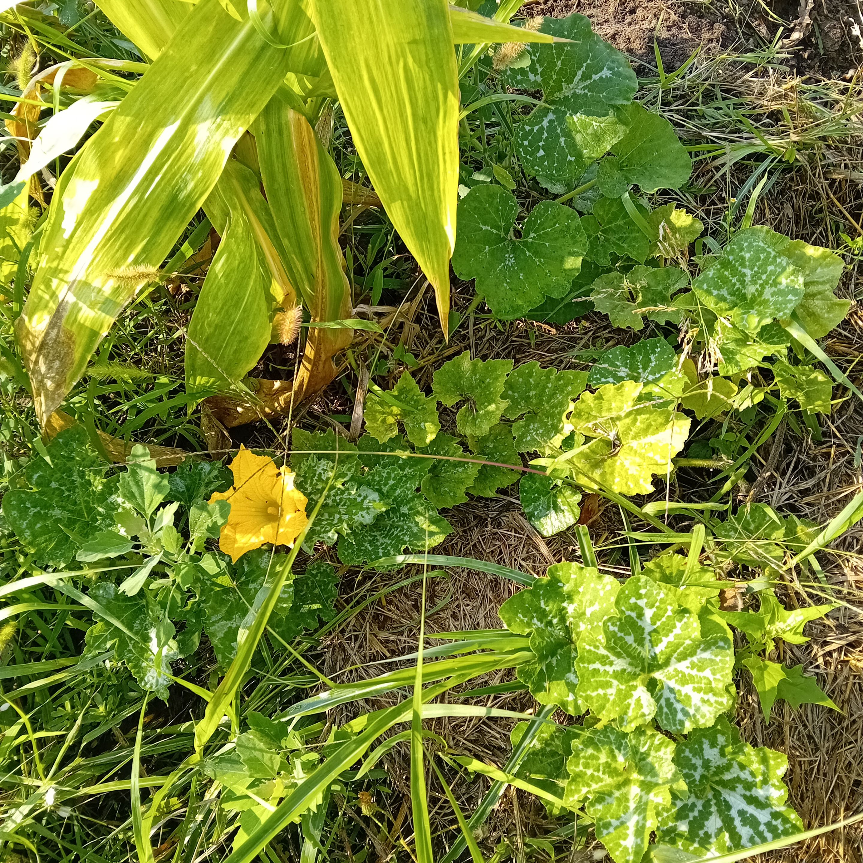 20250803_083434.jpg