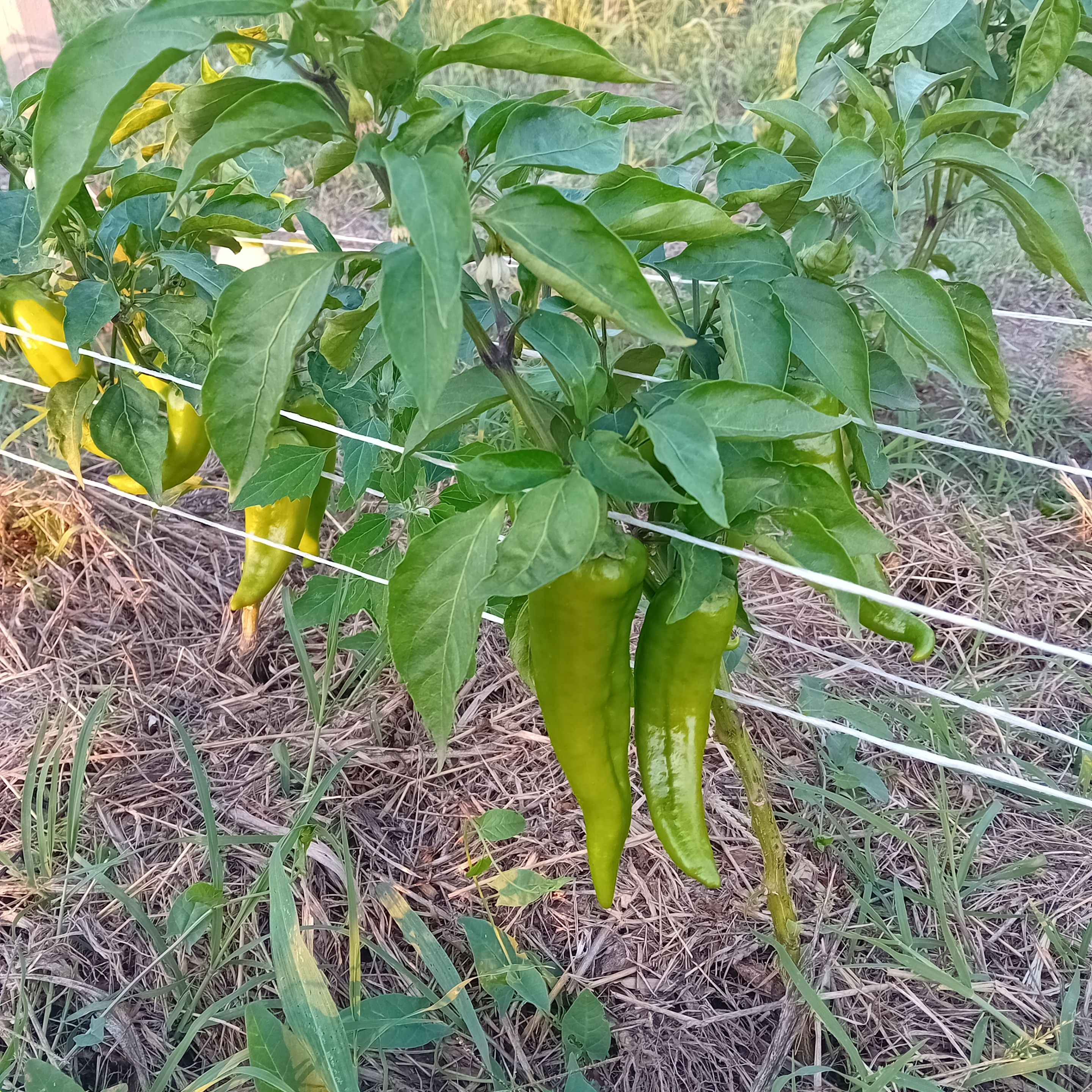 20250808_193241.jpg
