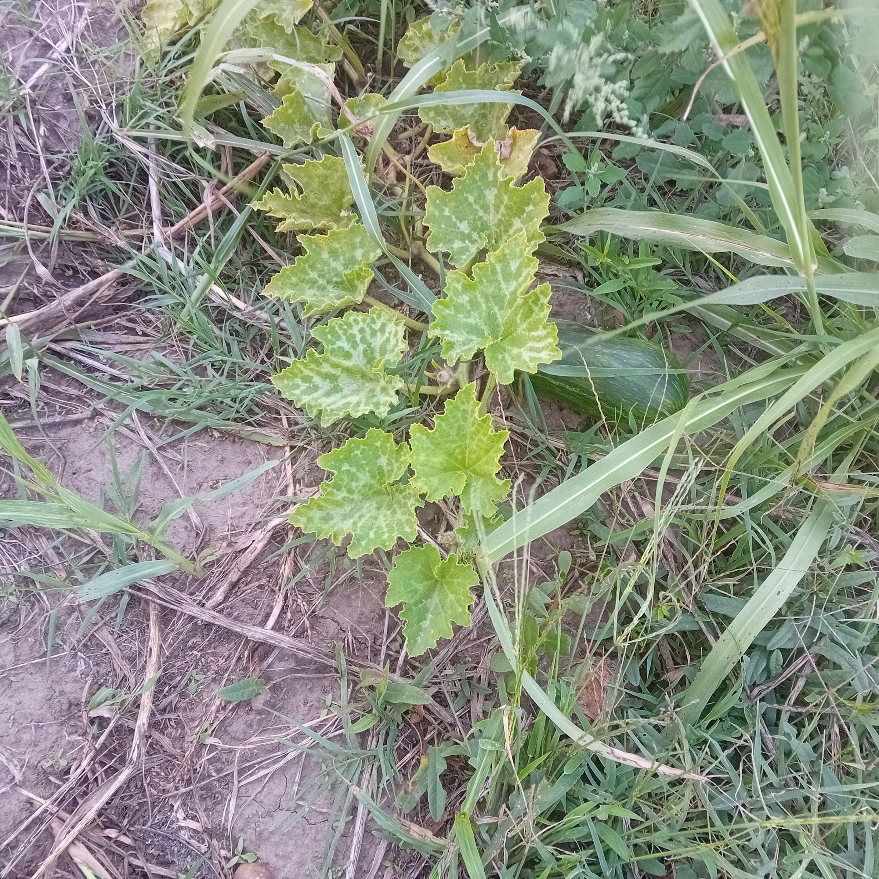 20250916_165331.jpg