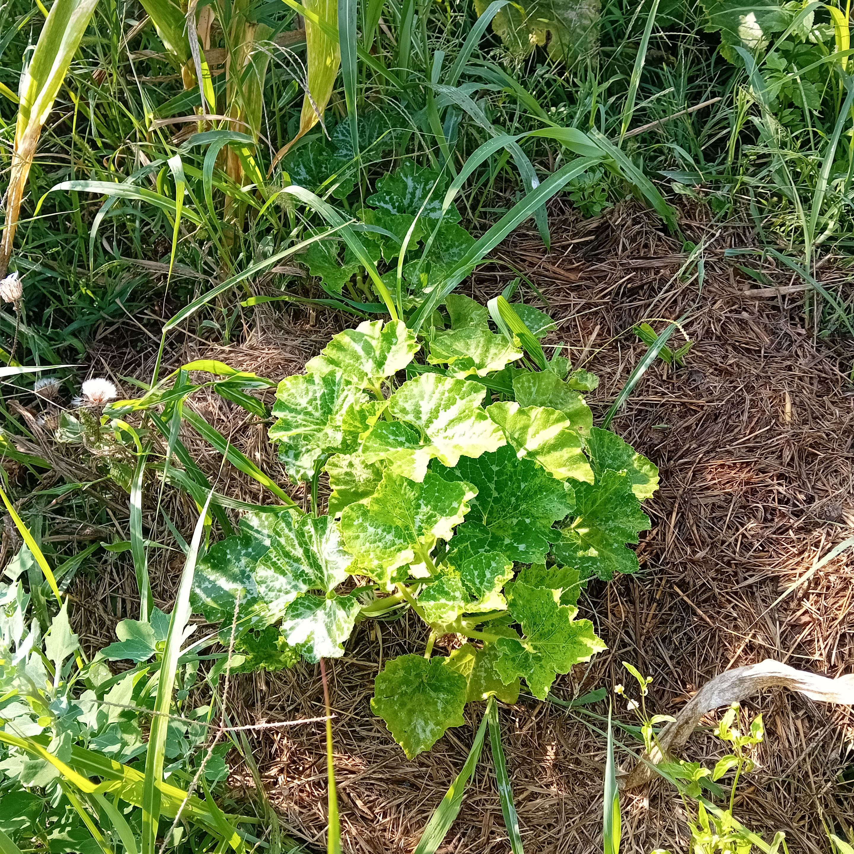 20250803_083416.jpg