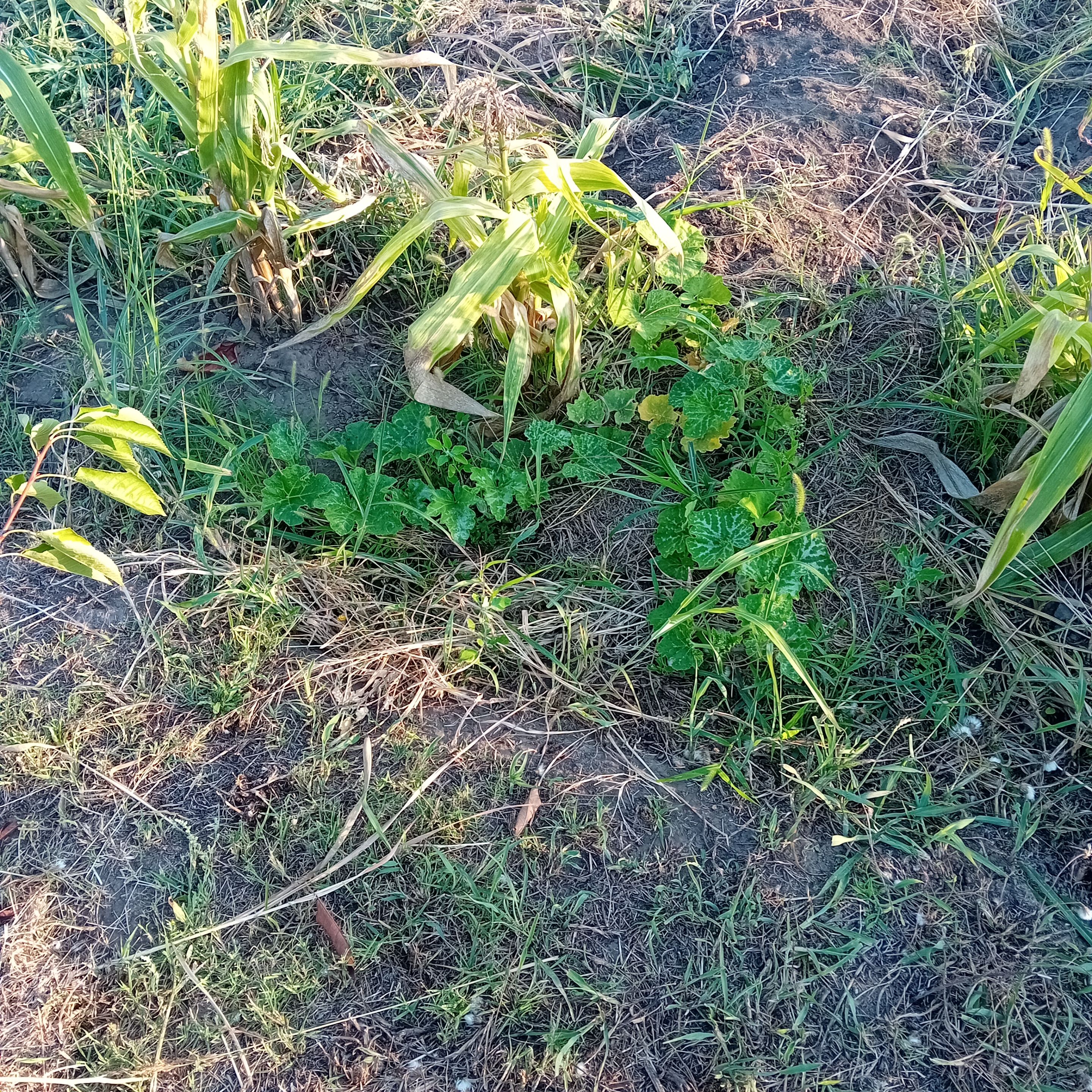 20250813_183805.jpg