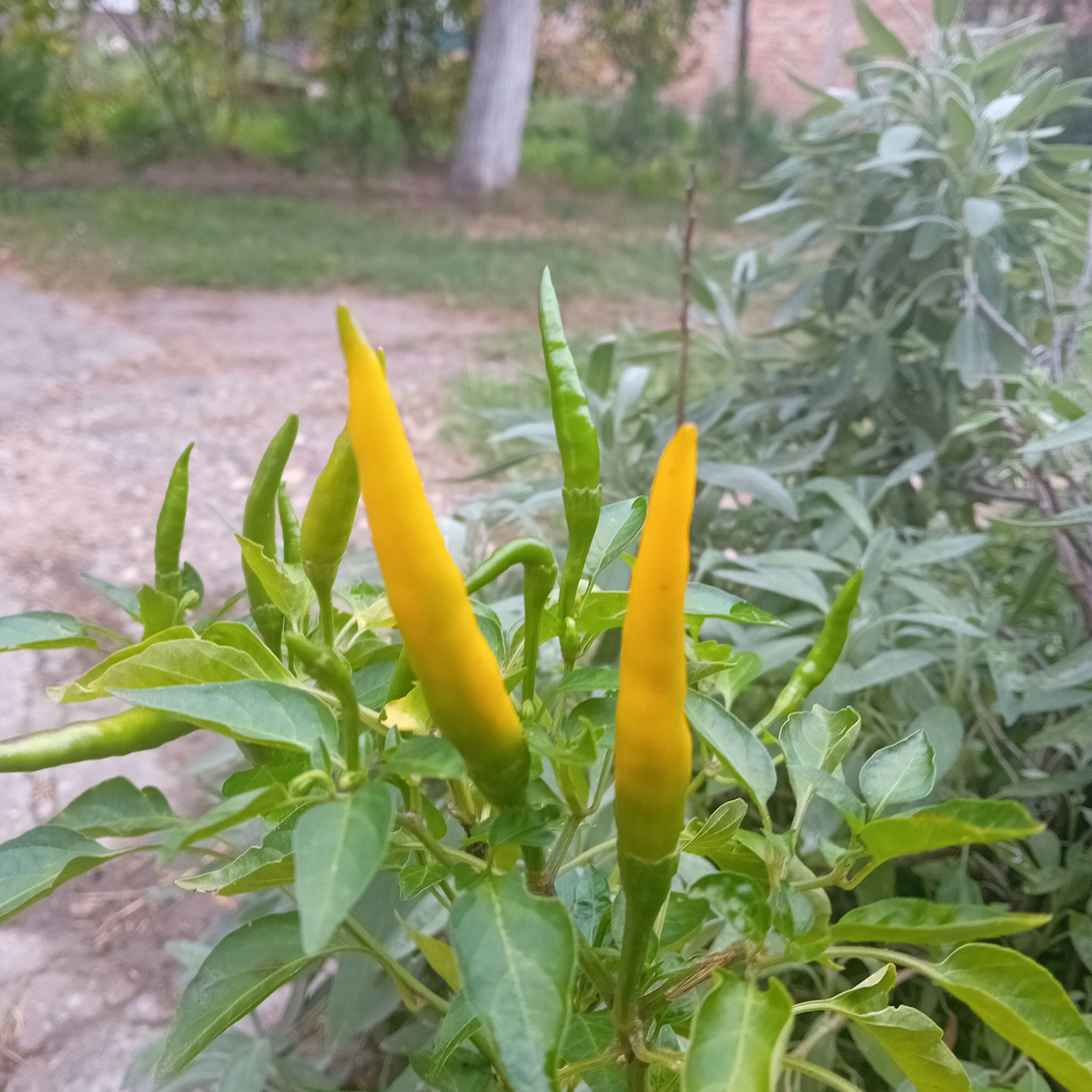 20250925_083413.jpg