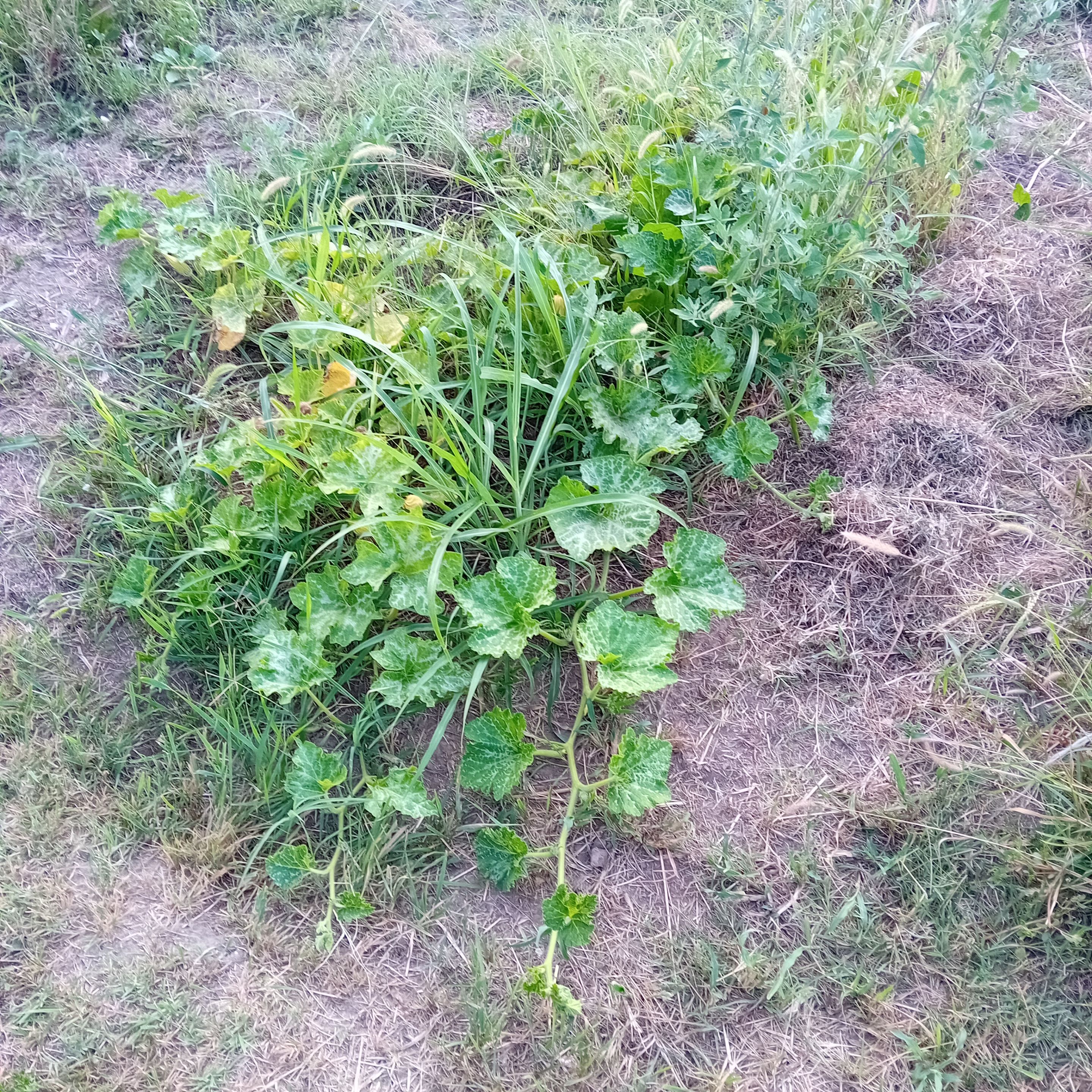 20250813_183717.jpg