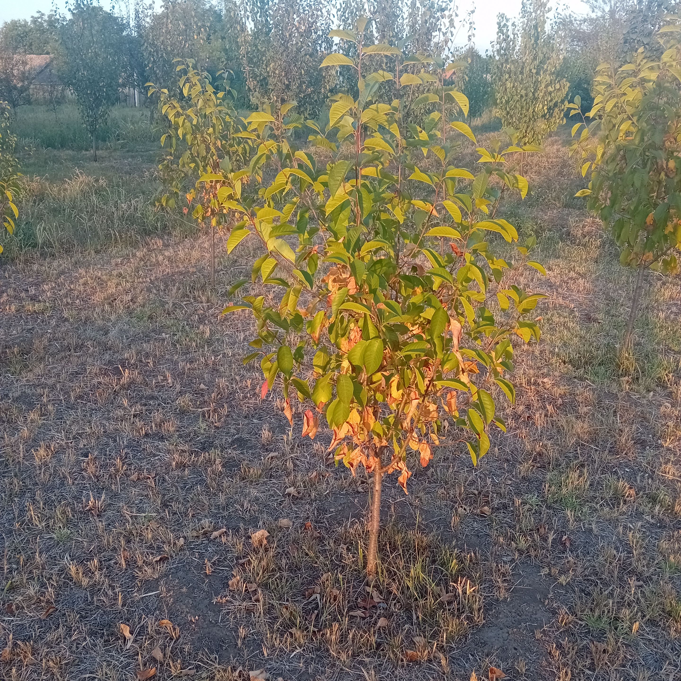 20250905_184238.jpg
