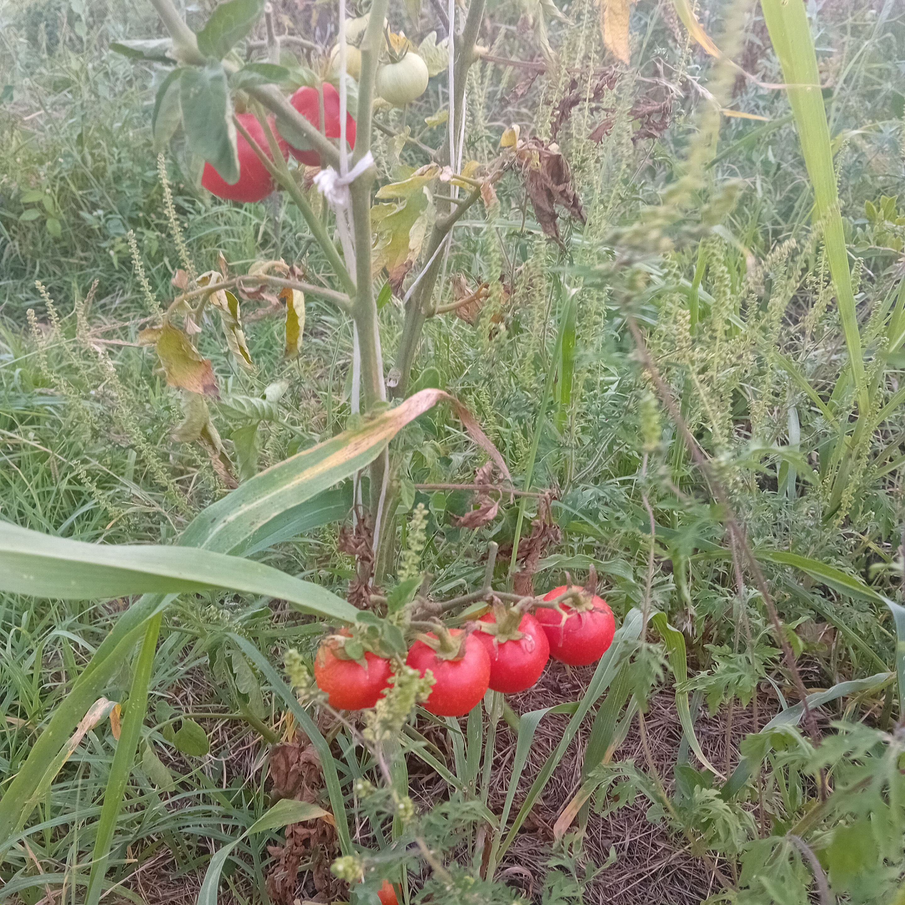 20250829_173244.jpg