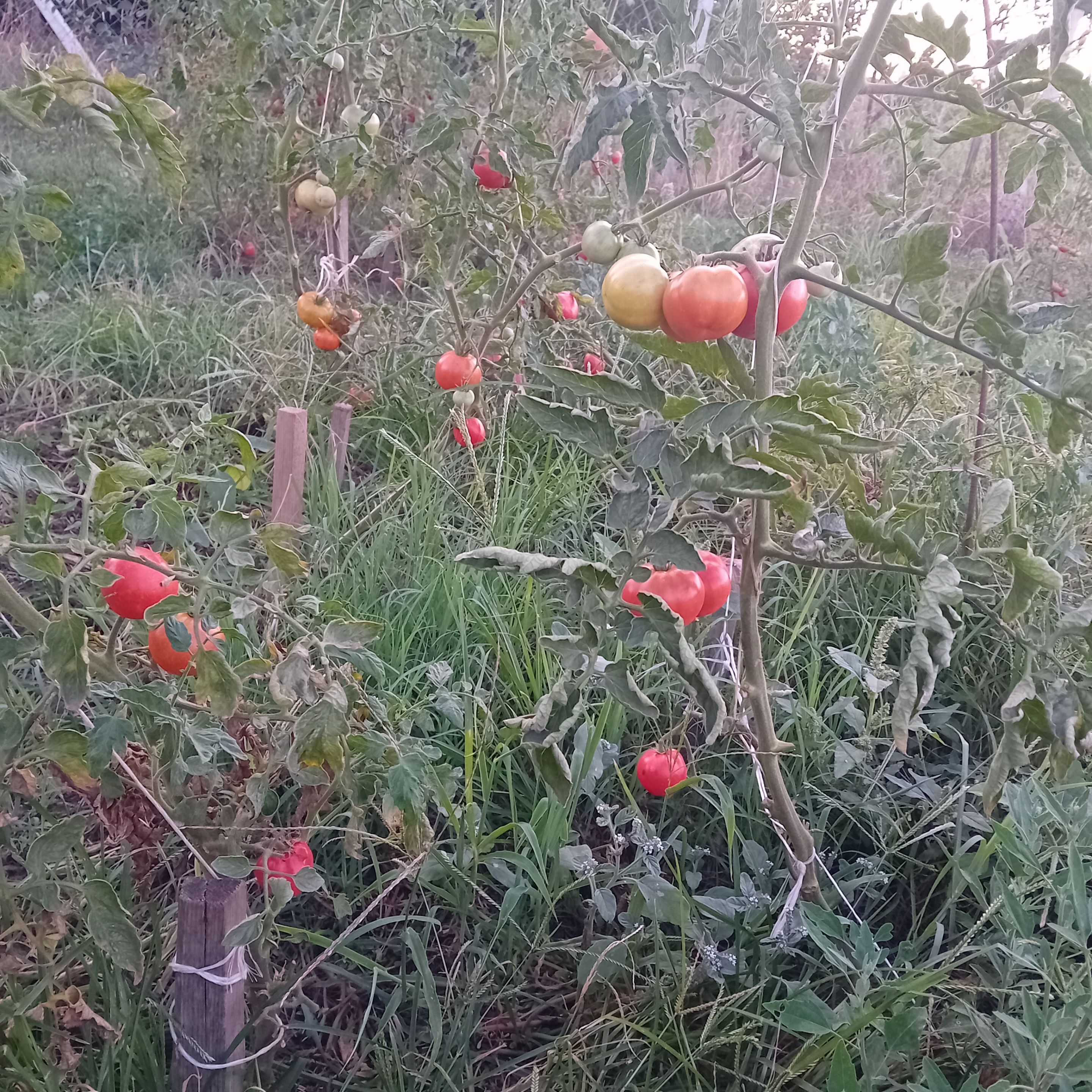20250819_194557.jpg