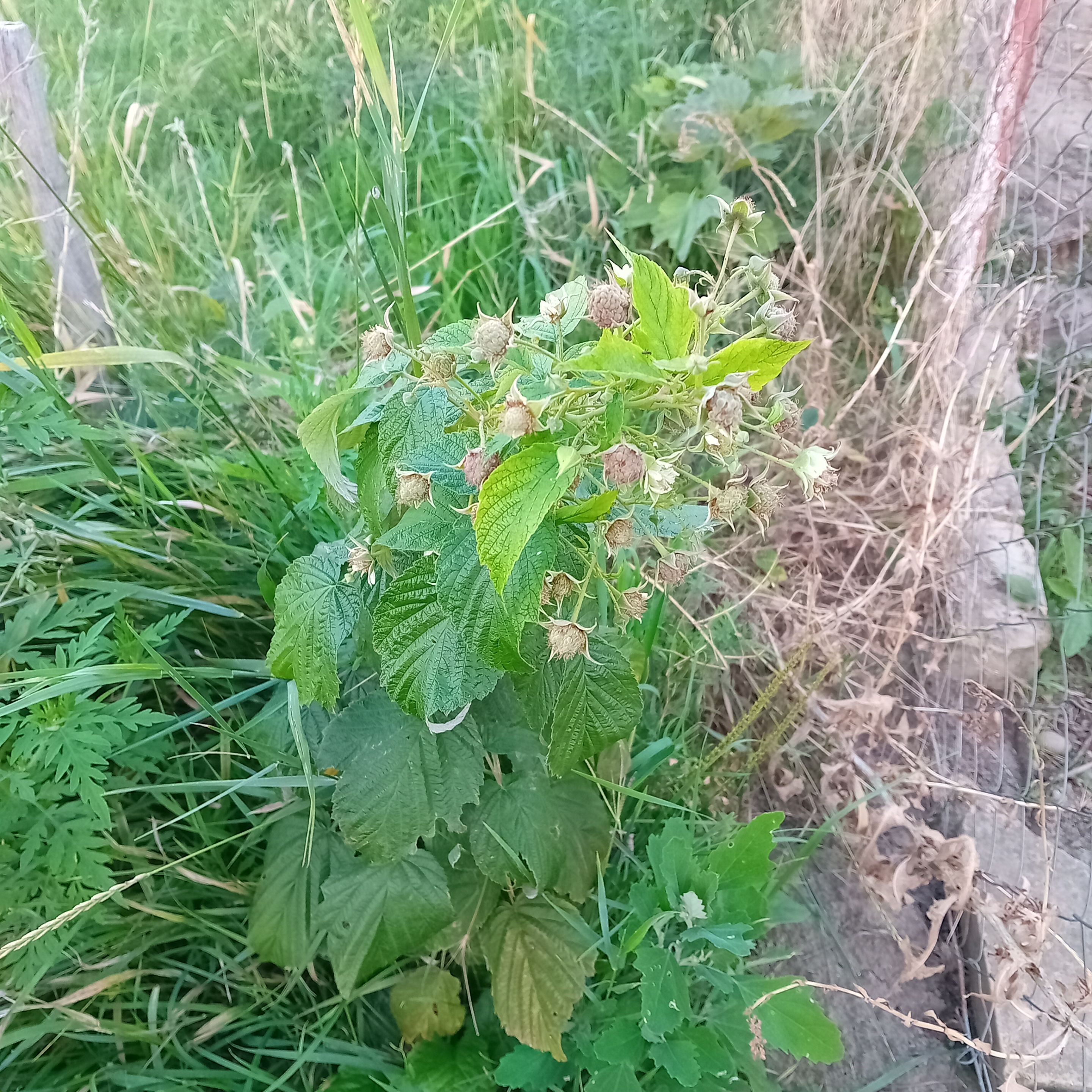 20250808_193049.jpg