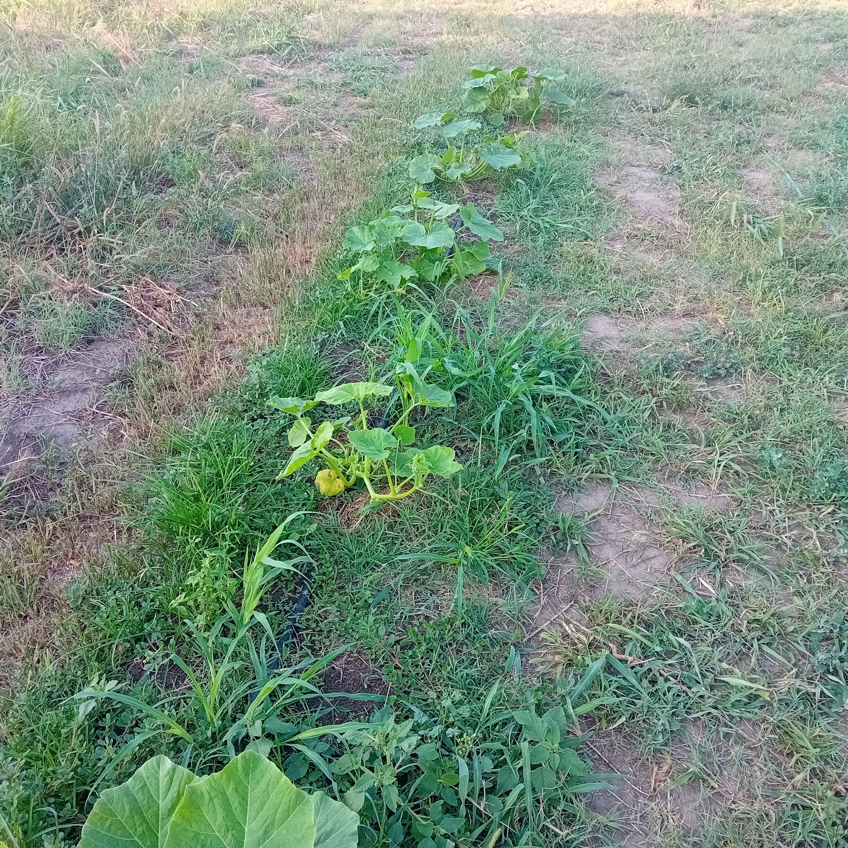 20250822_174424.jpg