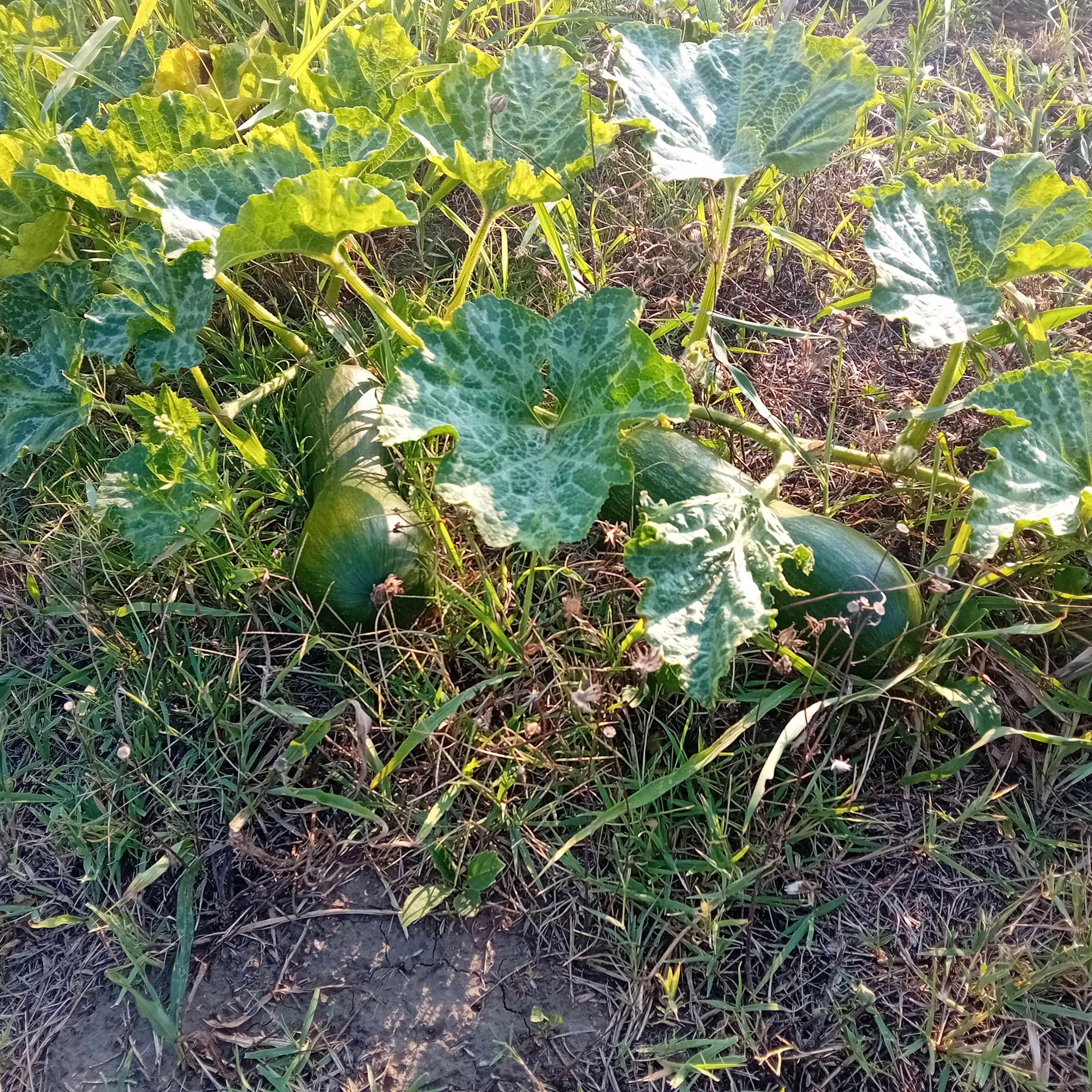 20250822_174511.jpg