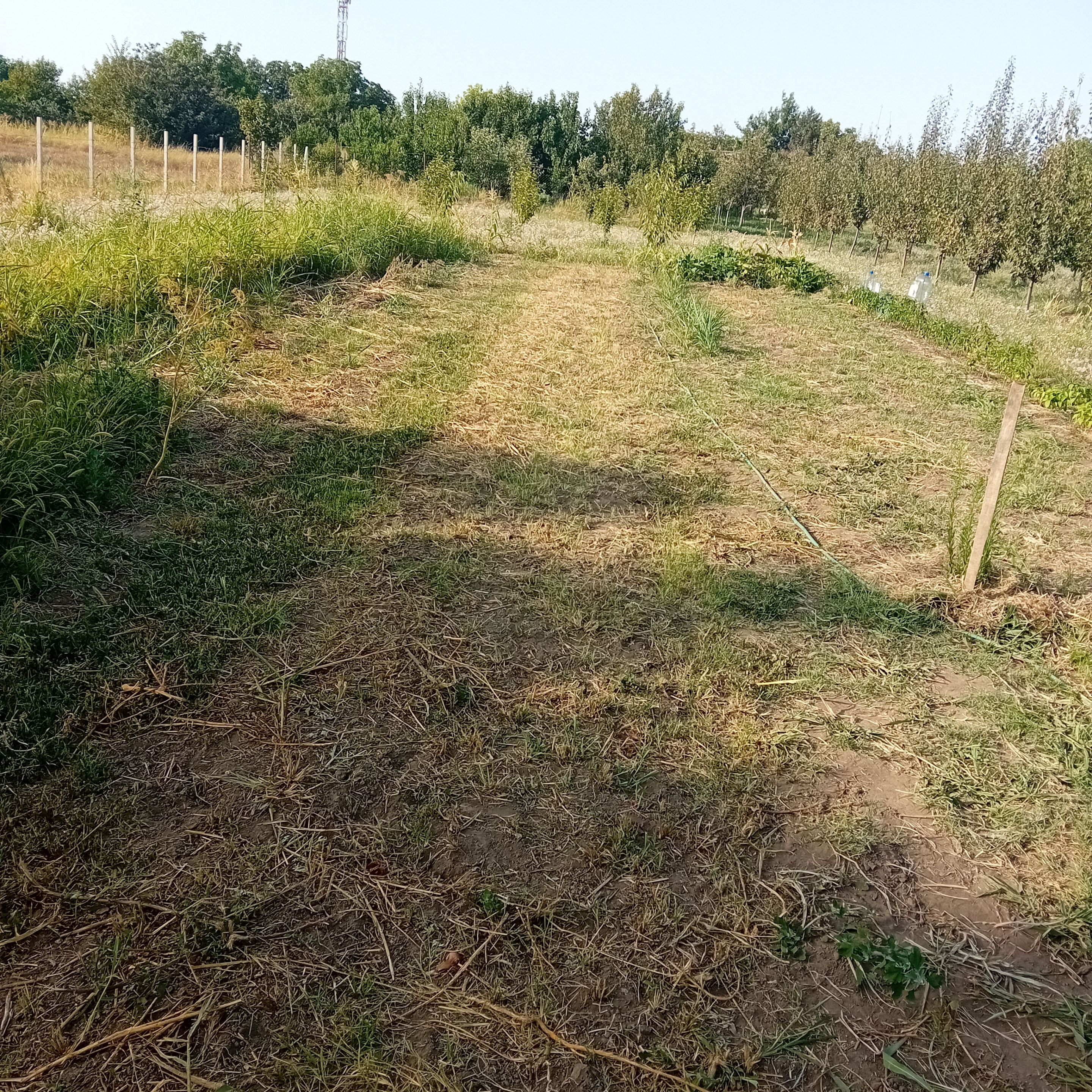 20250725_174628.jpg